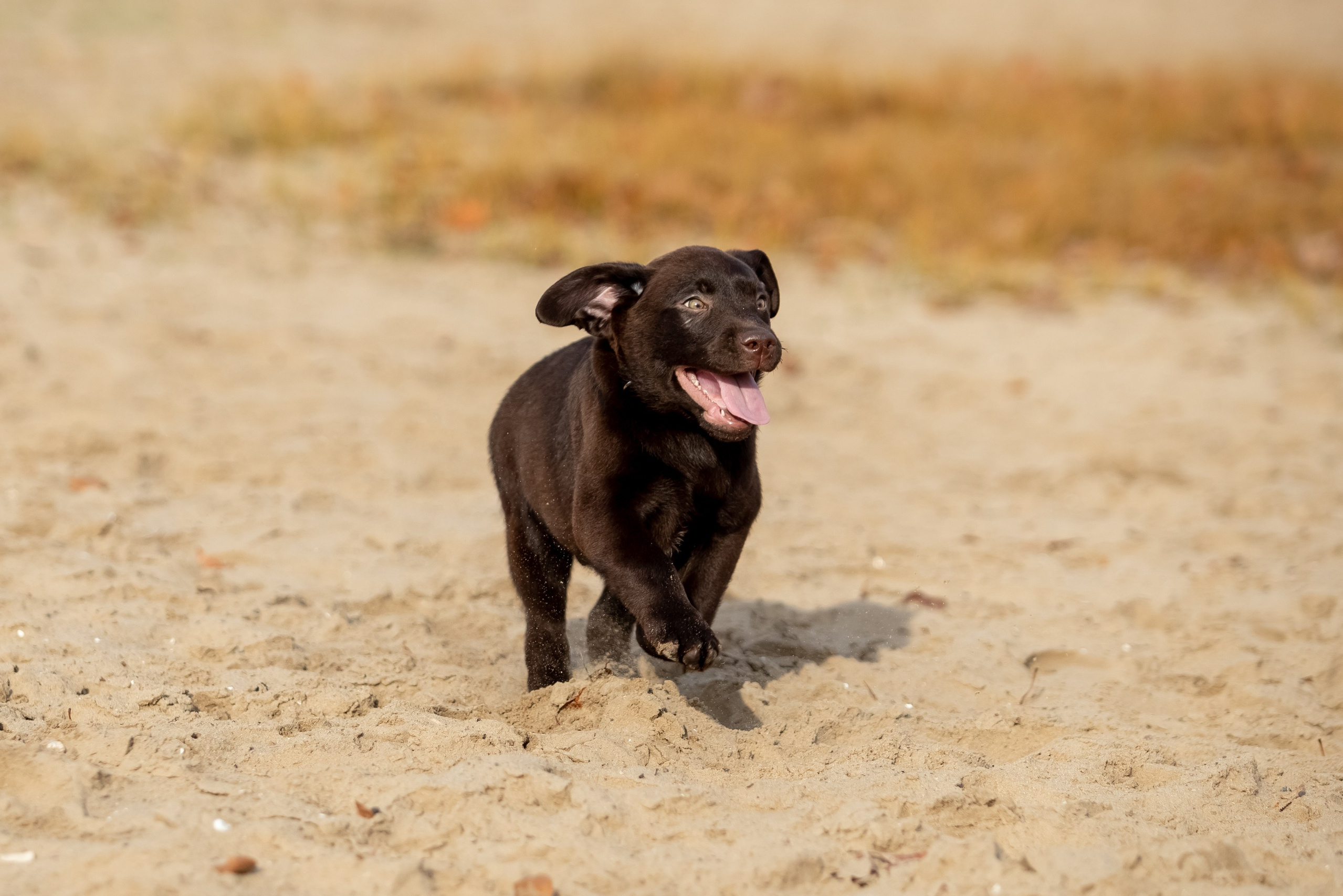 Цуценята шоколадного лабрадора. Цуценята лабрадор ретривера, Дніпро, Україна