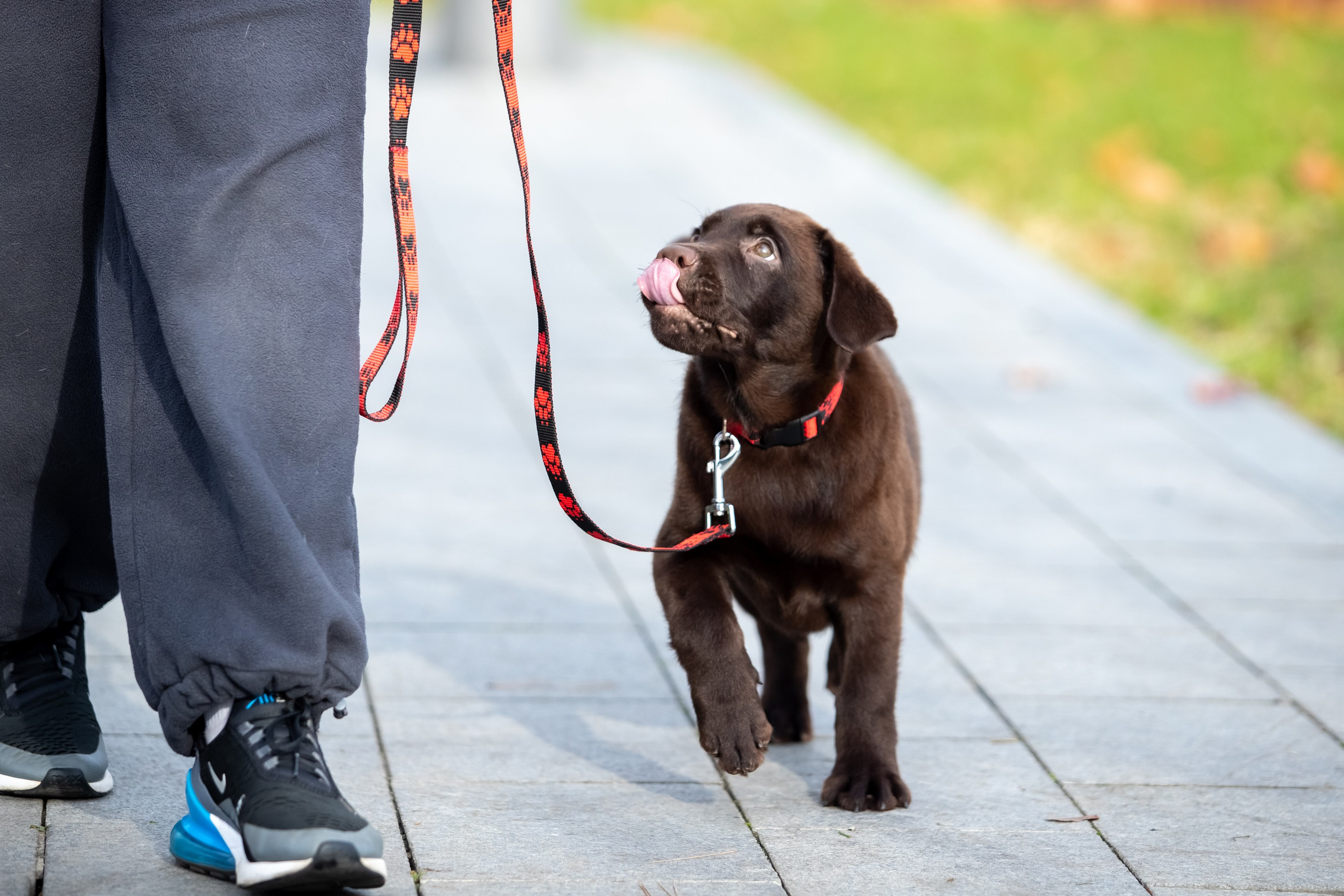 Цуценята шоколадного лабрадора. Цуценята лабрадор ретривера, Дніпро, Україна