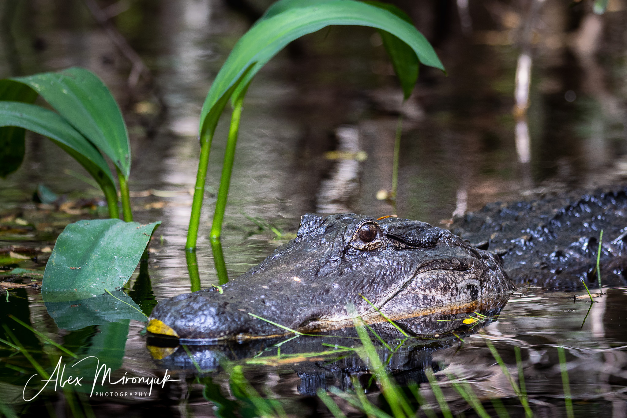 Cypresses, Springs, Birds and Alligators. Pet, Senior, Landscape, portrait studio, photographer in Miami and Sou