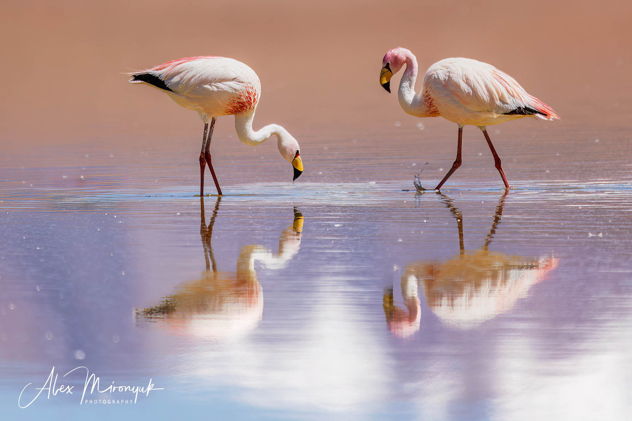 Bolivia Adventure — 2025. Pet, Senior, Landscape, portrait studio, photographer in Miami and Sou