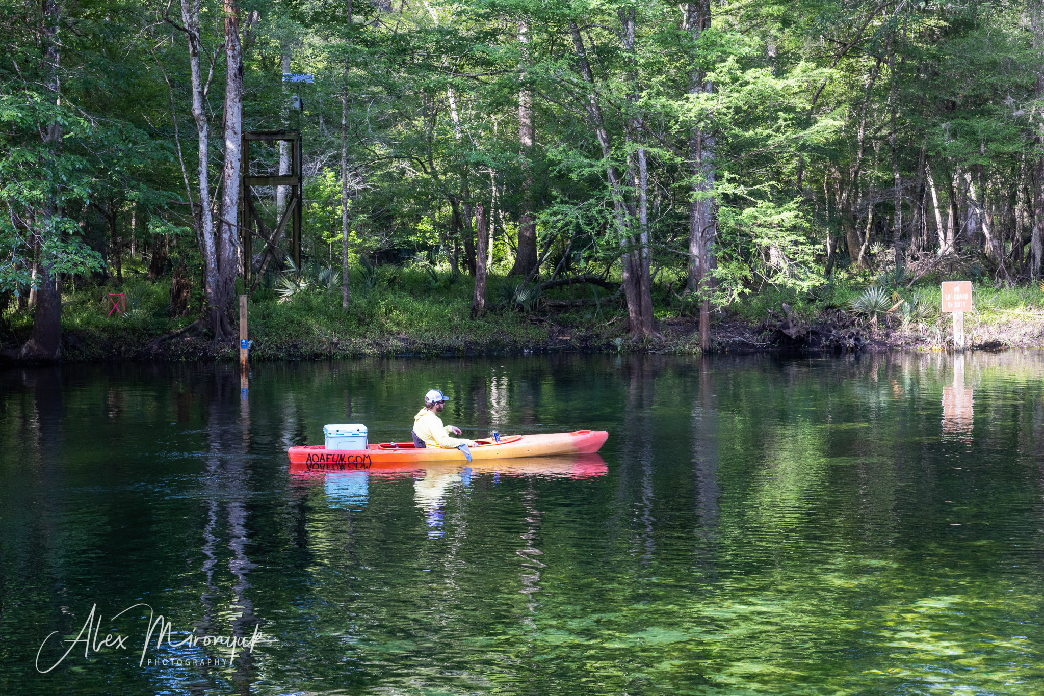 Cypresses, Springs, Birds and Alligators. Pet, Senior, Landscape, portrait studio, photographer in Miami and Sou