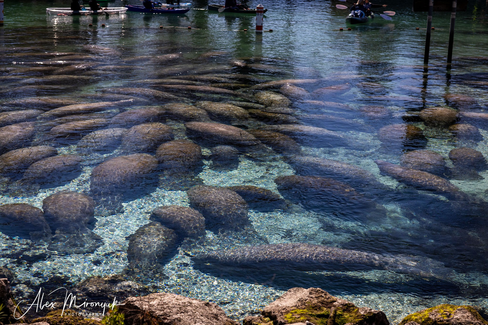 Exploring True Florida: Springs, Rivers & Manatees by Canoe. Pet, Senior, Landscape, portrait studio, photographer in Miami and Sou
