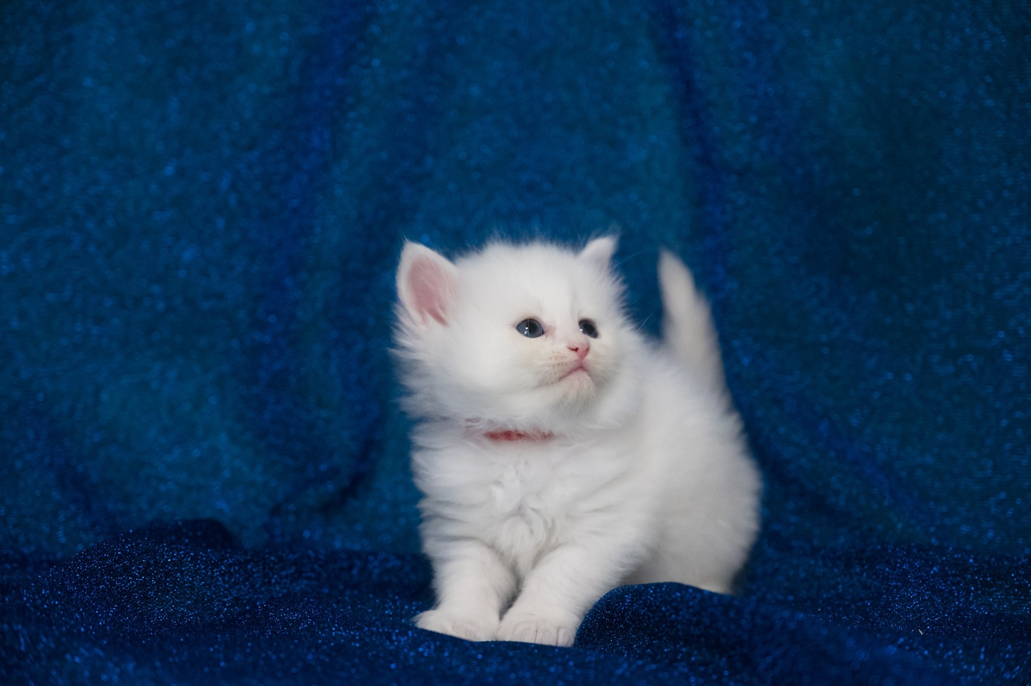 Wir haben Kätzchen! | Kittens. SIBERIALIS: Katzenzucht von Sibirischen und Neva Masquarade Katzen