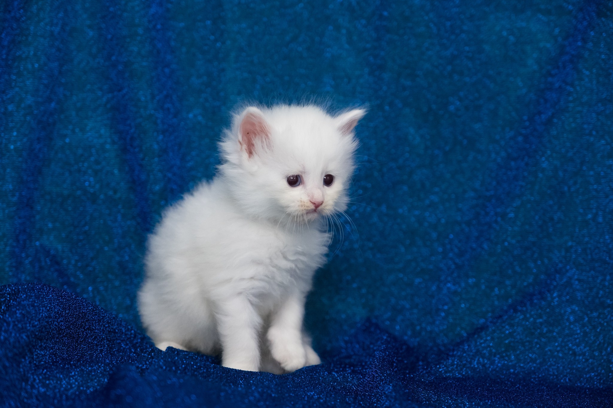 Wir haben Kätzchen! | Kittens. SIBERIALIS: Katzenzucht von Sibirischen und Neva Masquarade Katzen
