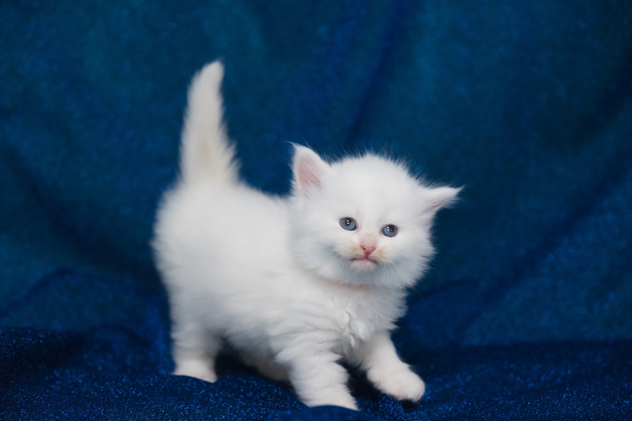 Wir haben Kätzchen! | Kittens. SIBERIALIS: Katzenzucht von Sibirischen und Neva Masquarade Katzen