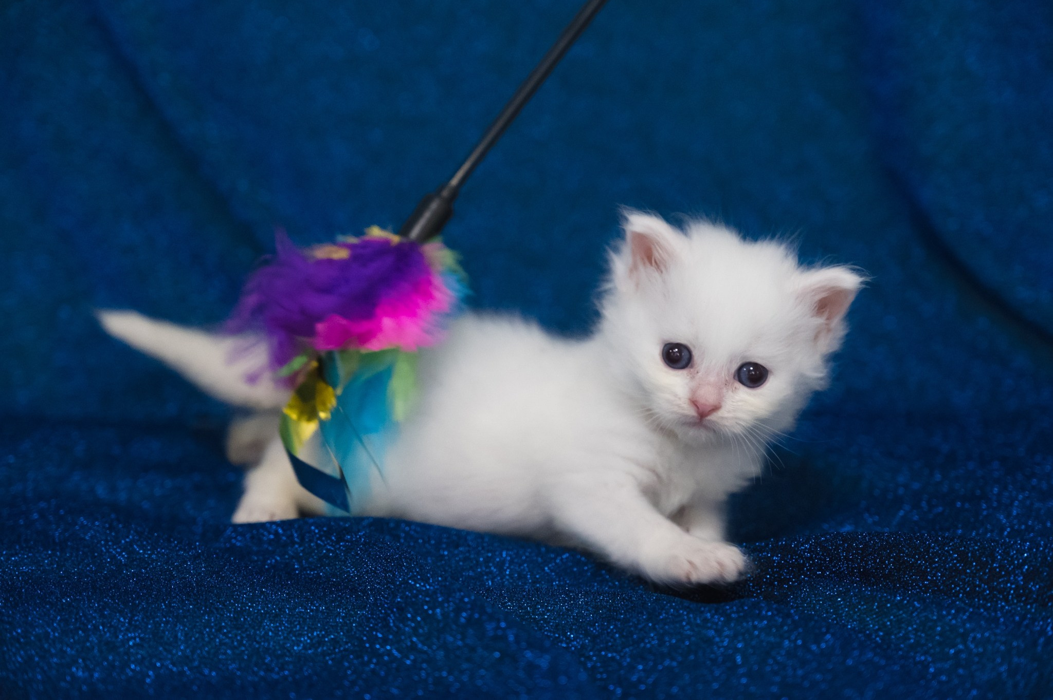 Wir haben Kätzchen! | Kittens. SIBERIALIS: Katzenzucht von Sibirischen und Neva Masquarade Katzen