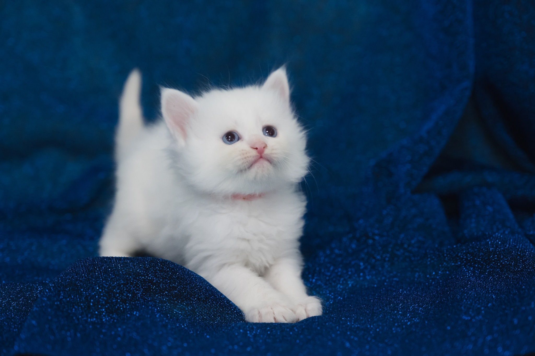 Wir haben Kätzchen! | Kittens. SIBERIALIS: Katzenzucht von Sibirischen und Neva Masquarade Katzen