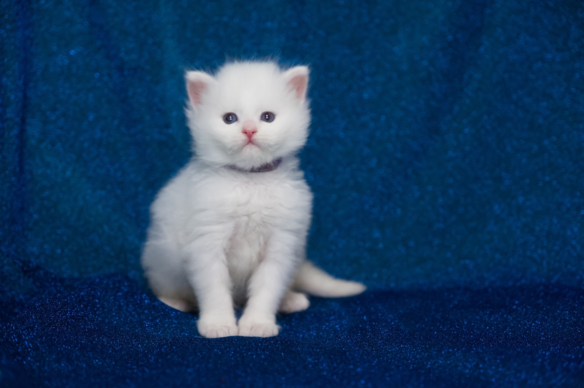 Wir haben Kätzchen! | Kittens. SIBERIALIS: Katzenzucht von Sibirischen und Neva Masquarade Katzen