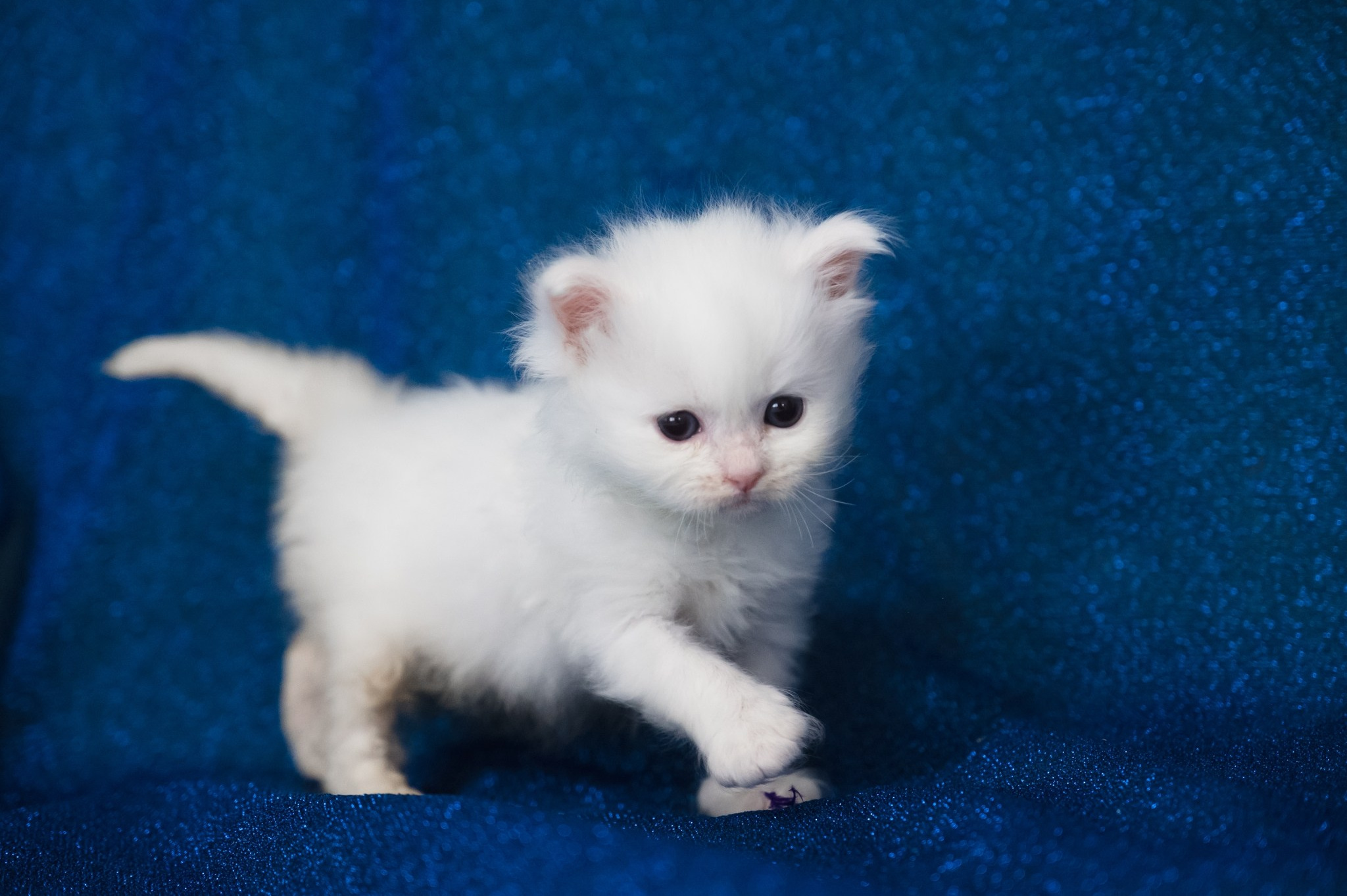Wir haben Kätzchen! | Kittens. SIBERIALIS: Katzenzucht von Sibirischen und Neva Masquarade Katzen