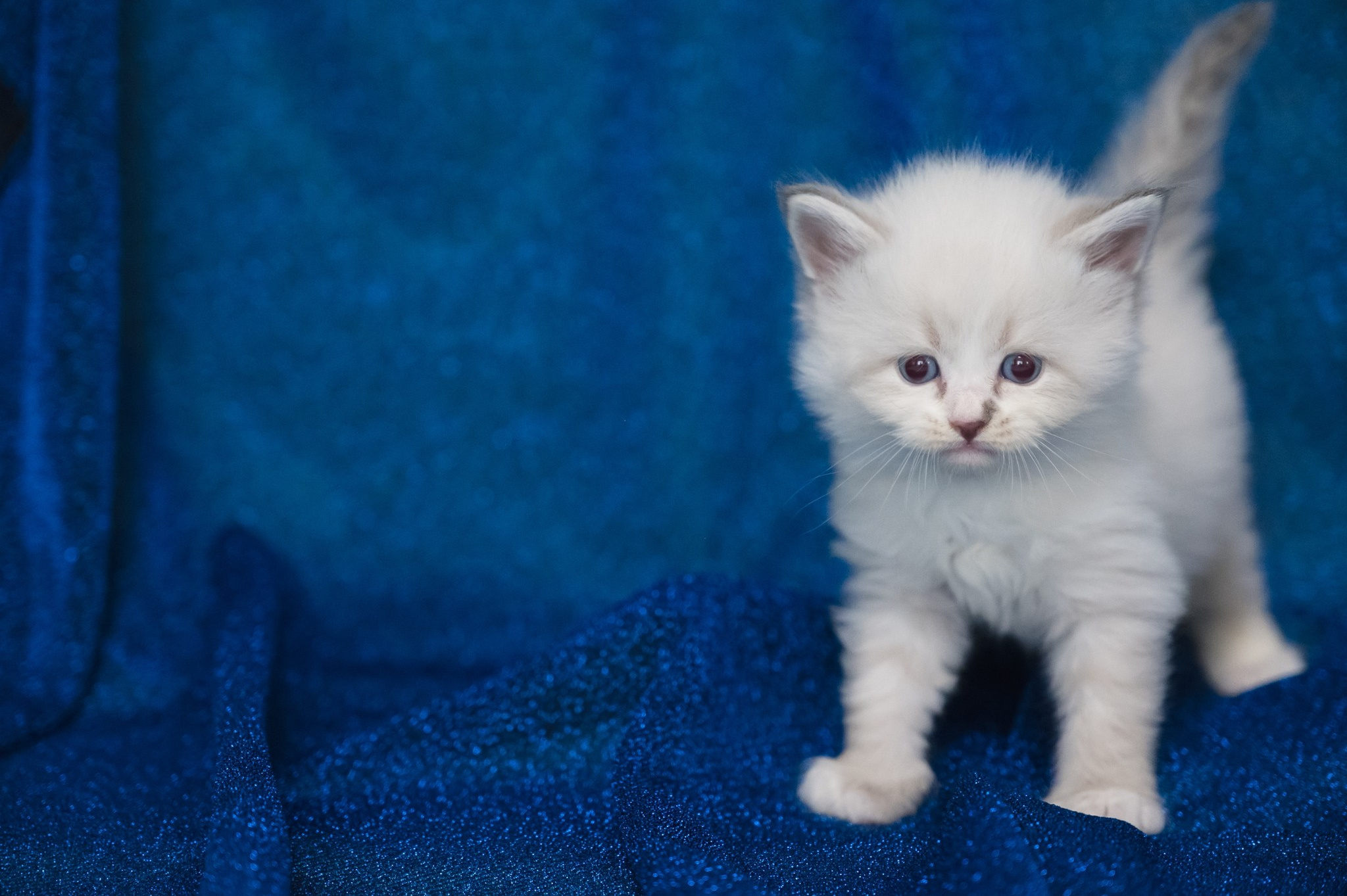 Wir haben Kätzchen! | Kittens. SIBERIALIS: Katzenzucht von Sibirischen und Neva Masquarade Katzen