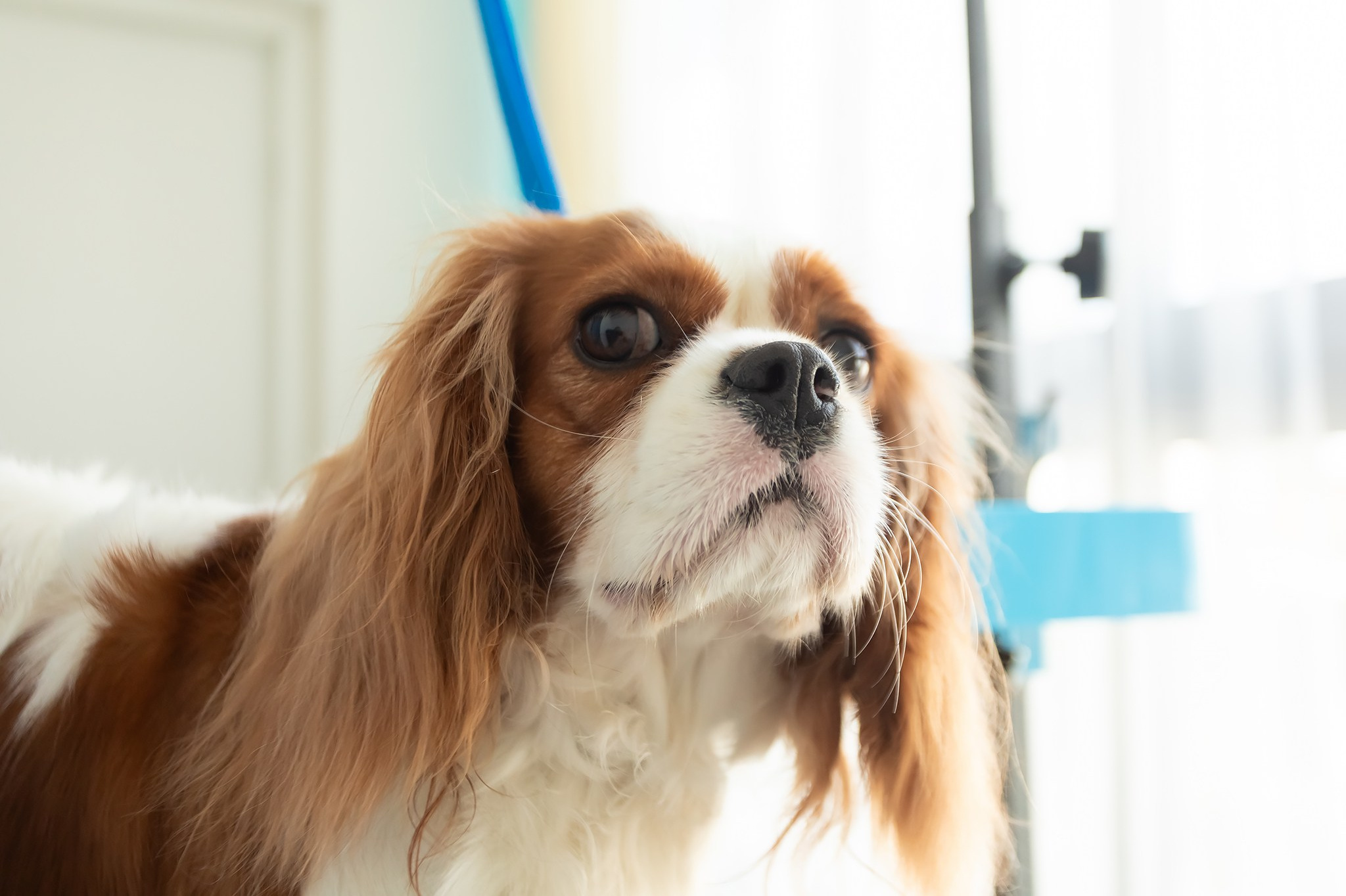 кавалер-кинг-чарльз-спаниель по имени Делия