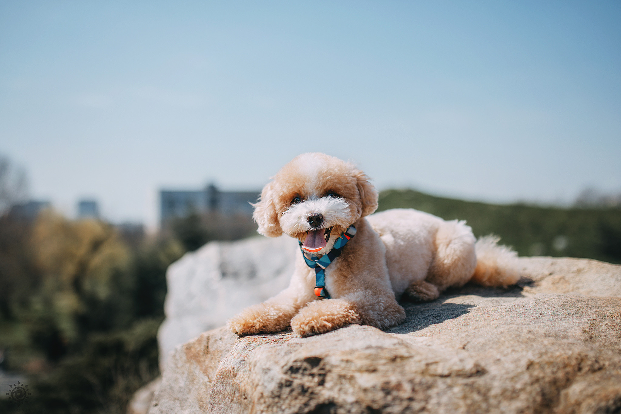Відео. Фотограф-анімаліст Київ