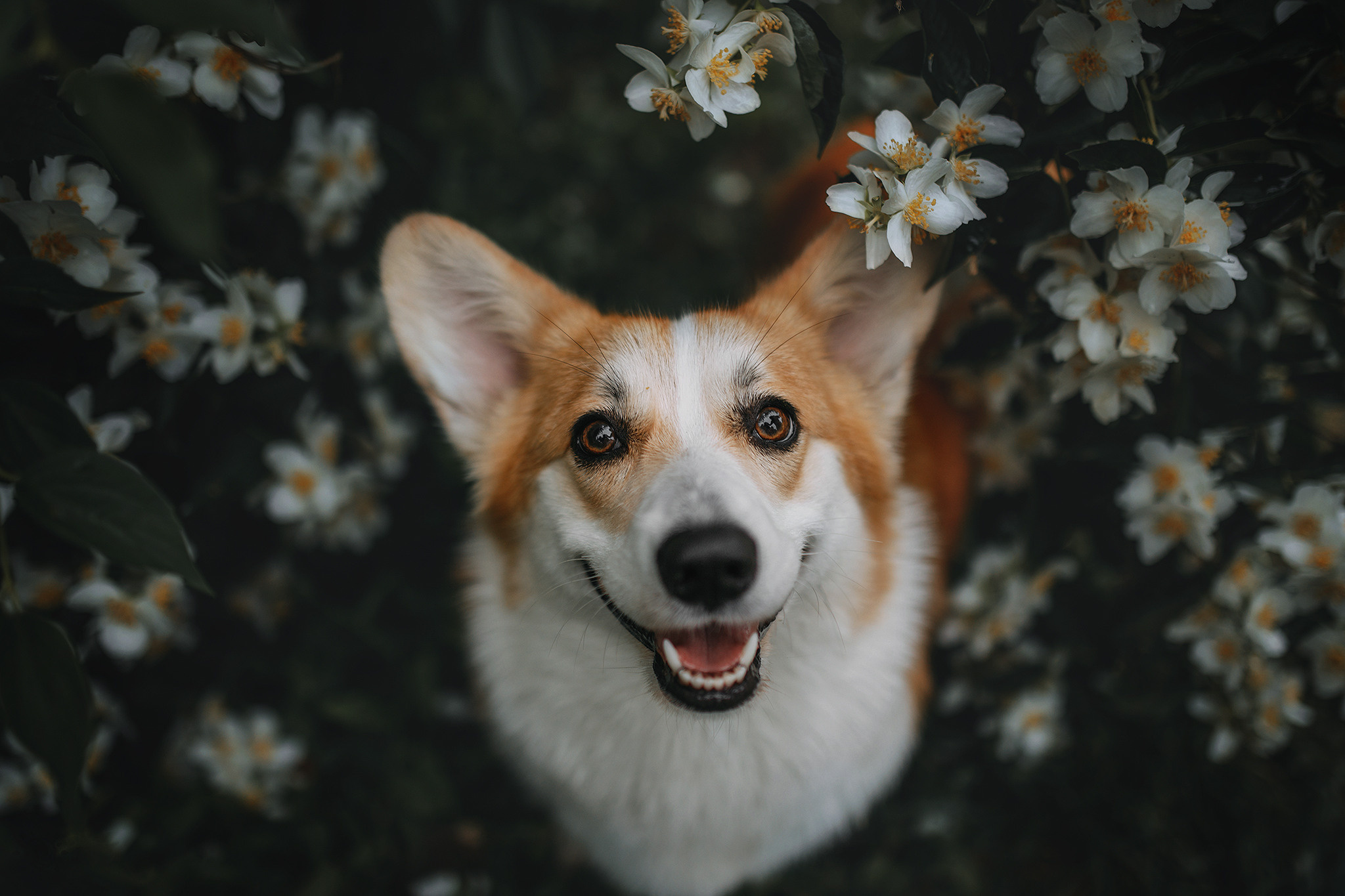 Про мене. Фотограф-анімаліст Київ