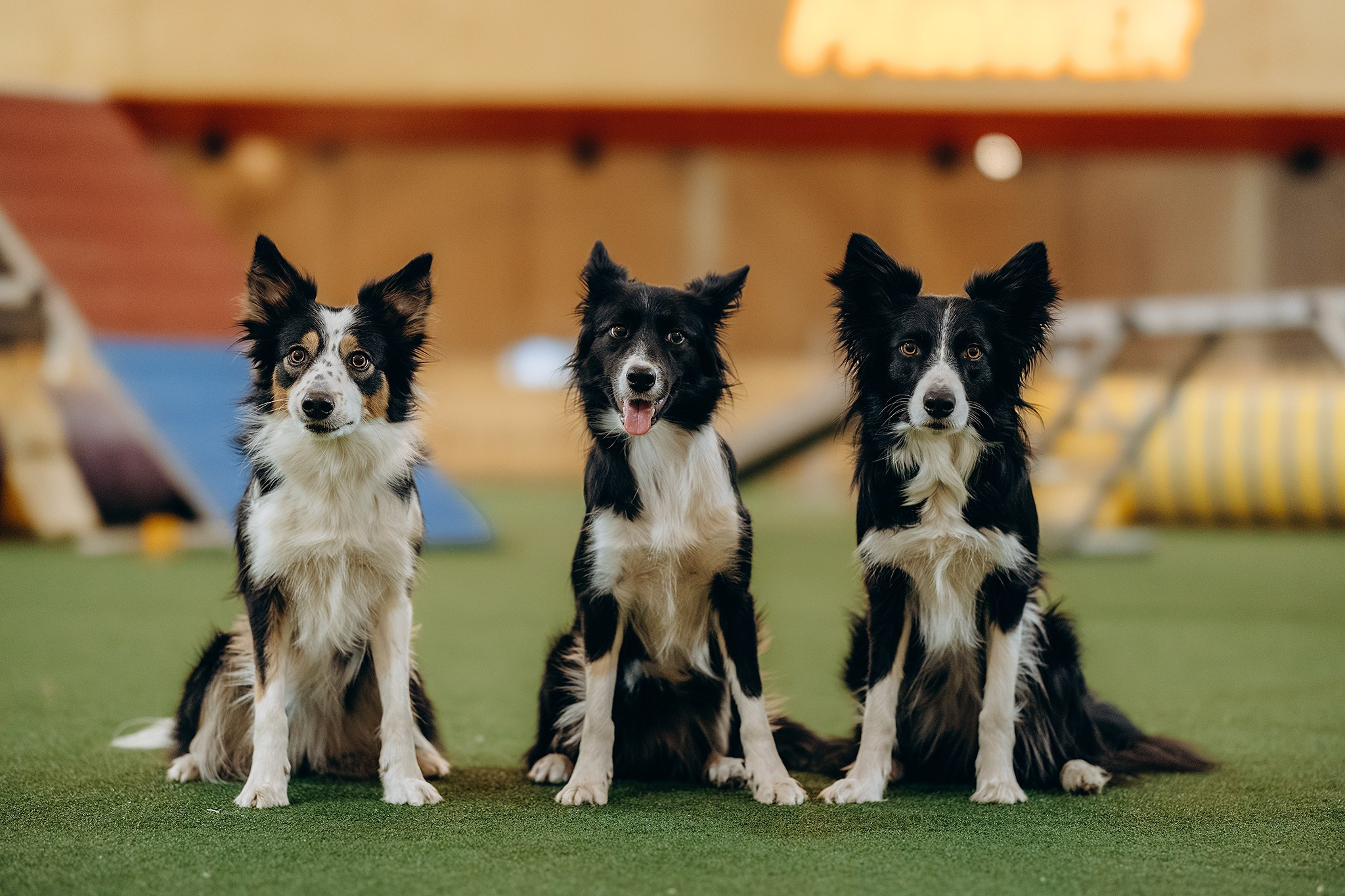 Зйомка з аджиліті. Фотограф-анімаліст Київ