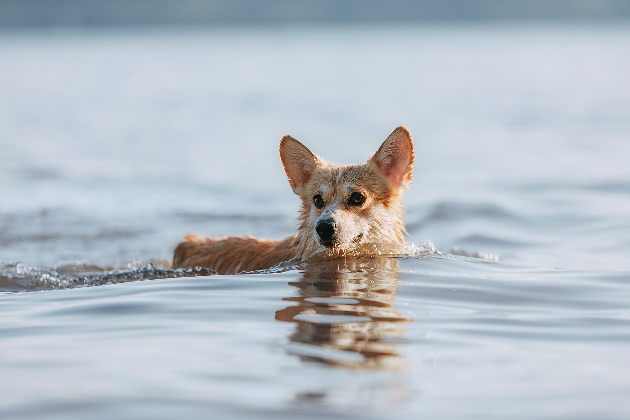 Про мене. Фотограф-анімаліст Київ
