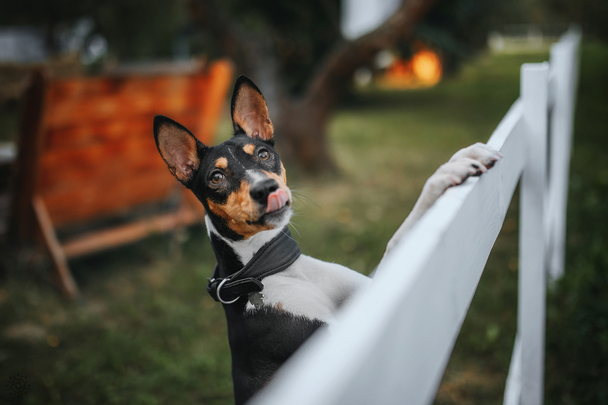 Про мене. Фотограф-анімаліст Київ