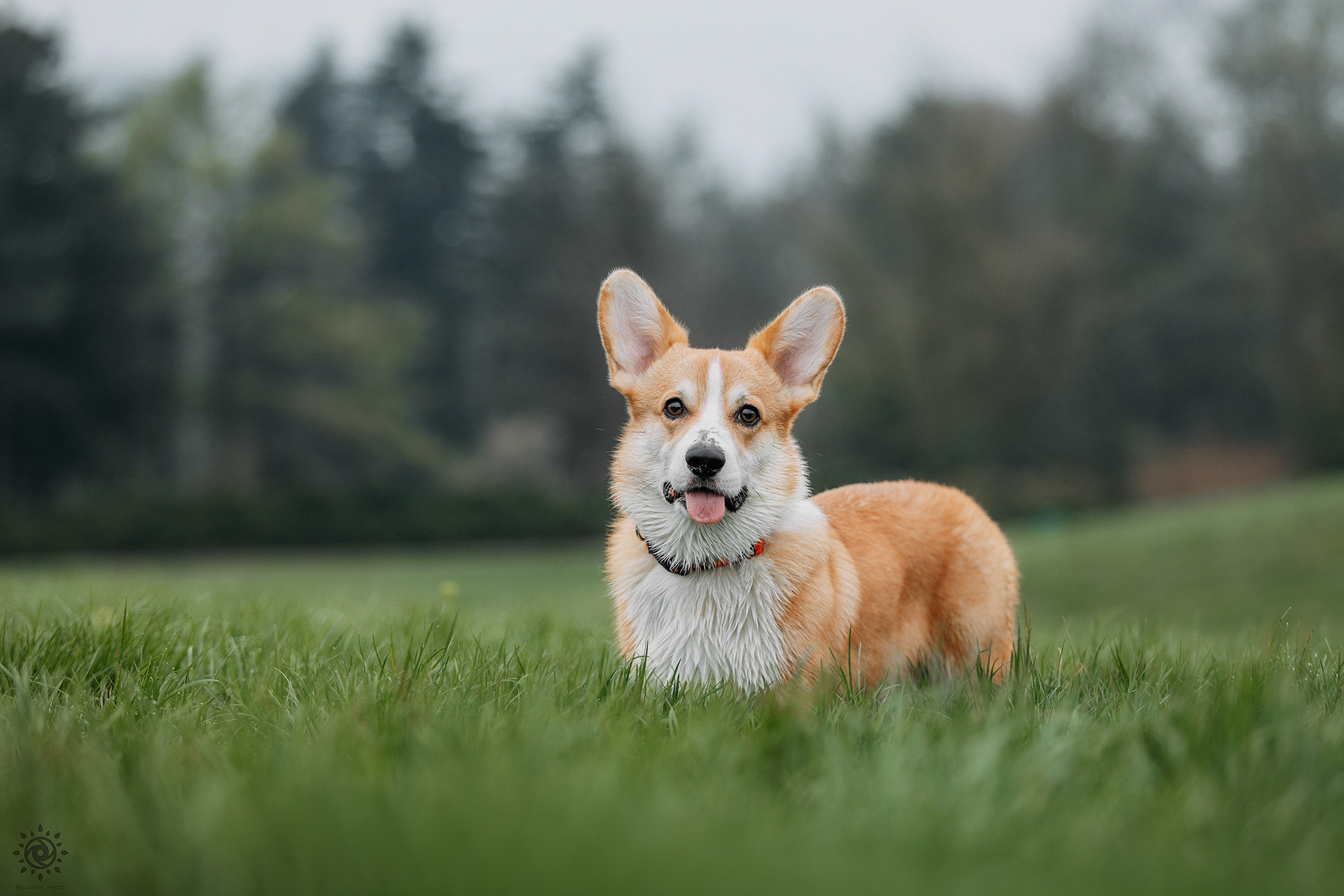 Про мене. Фотограф-анімаліст Київ