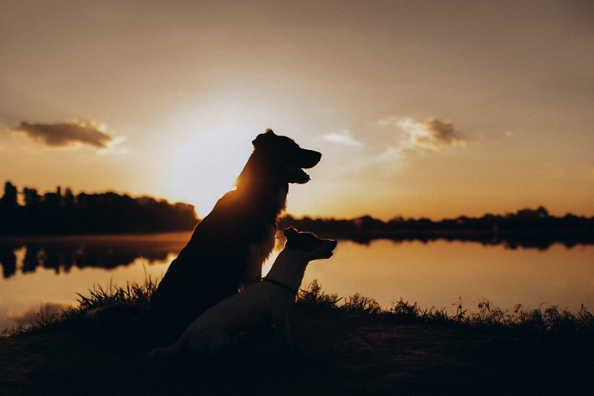 Бронювання. Фотограф-анімаліст Київ