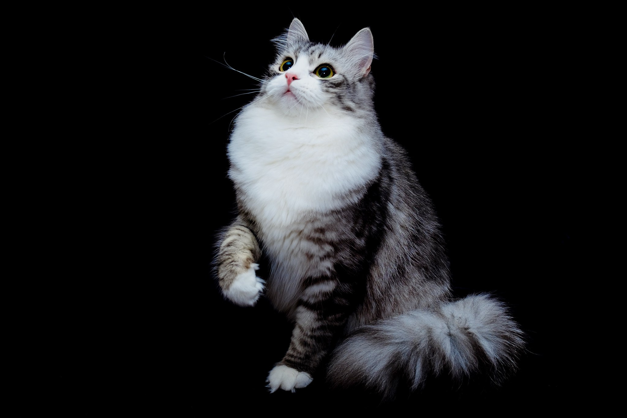 Katzen | Females. SIBERIALIS: Katzenzucht von Sibirischen und Neva Masquarade Katzen