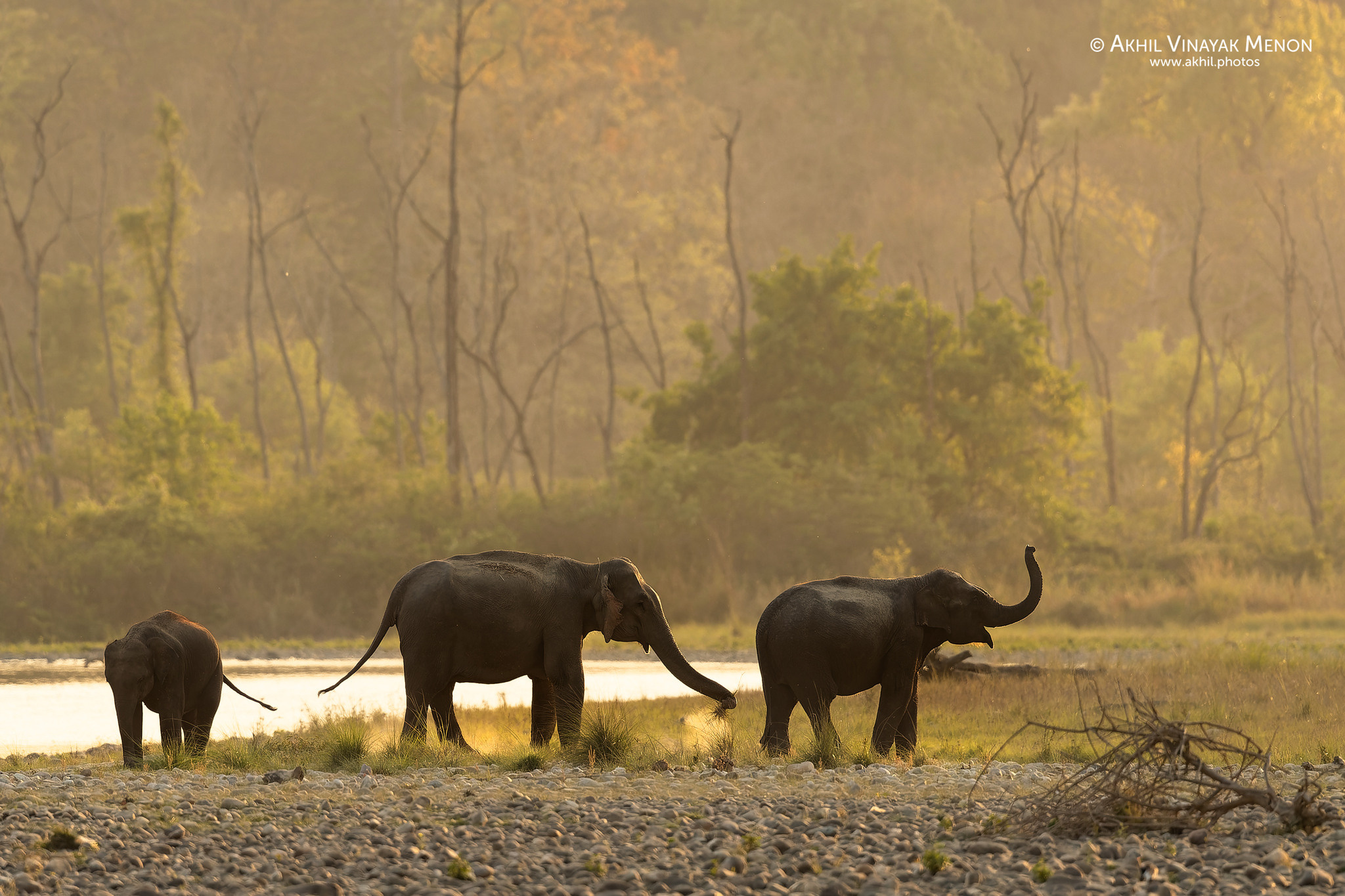 One of my scariest wildlife moments…. Akhil Vinayak Menon Photography