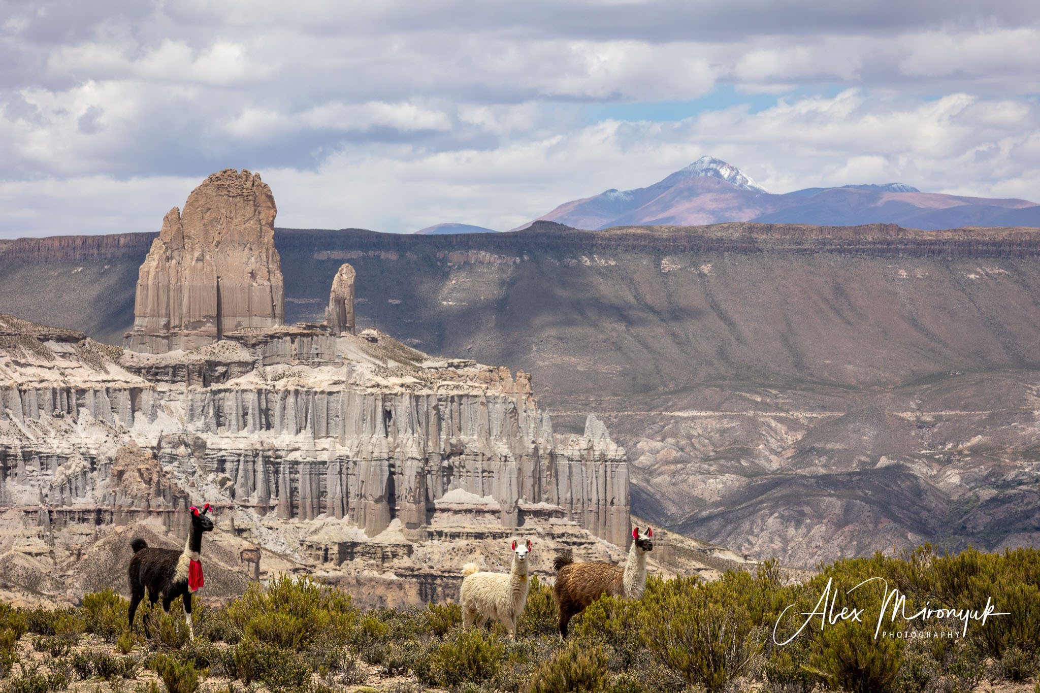 Bolivia Adventure. Pet, Senior, Landscape, portrait studio, photographer in Miami and Sou