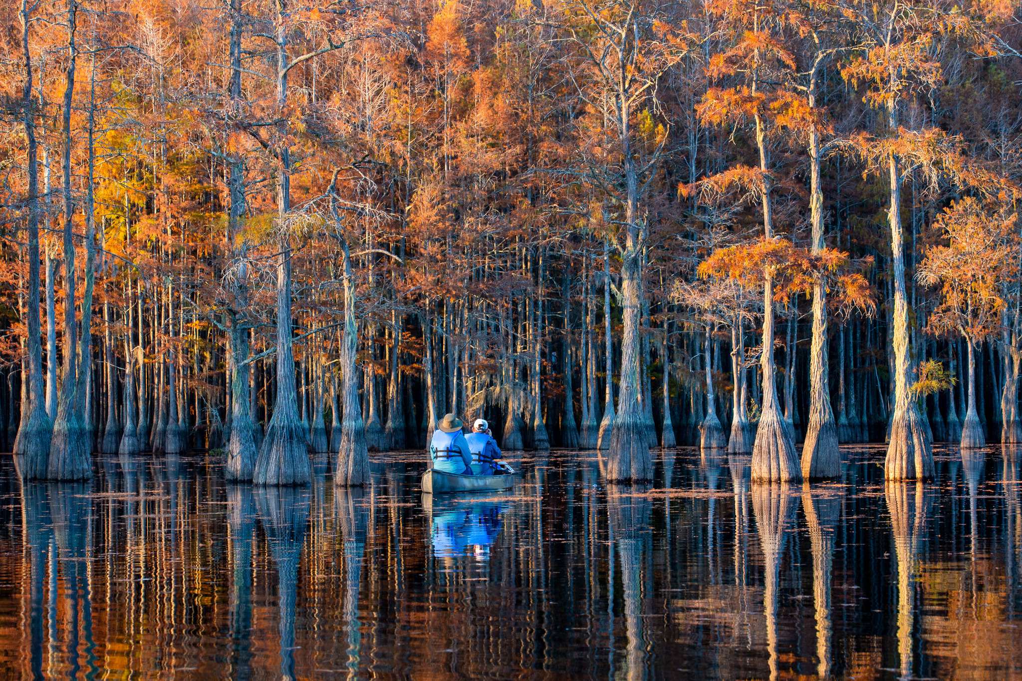 Осенняя Магия Кипарисовых Болот. Alex Mironyuk Photography