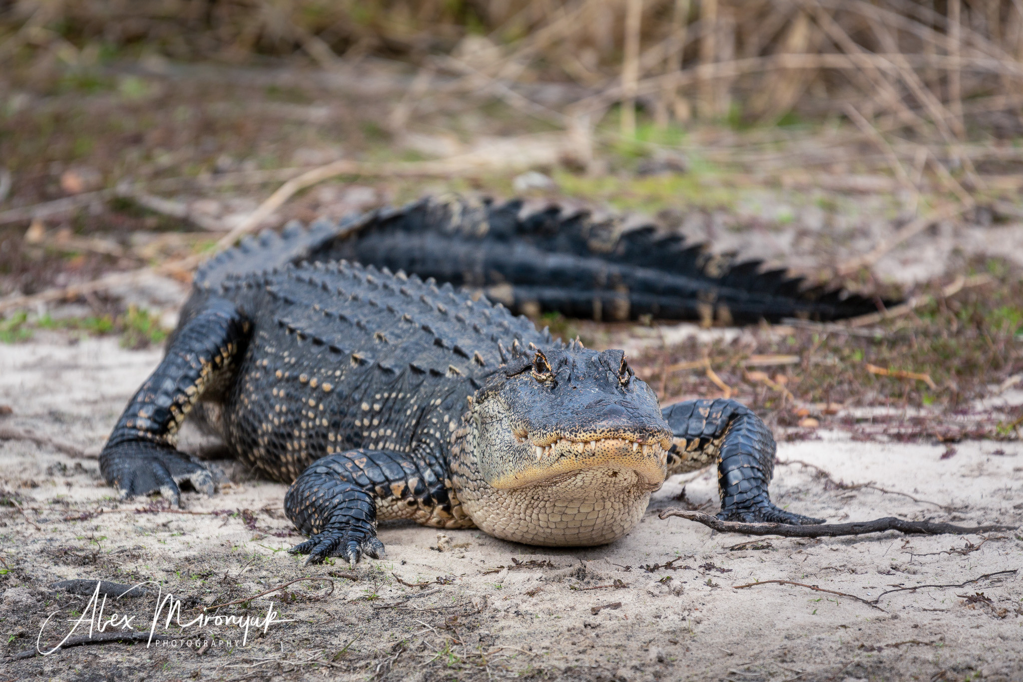 Alligators, Birds And Cypress. Alex Mironyuk Photography