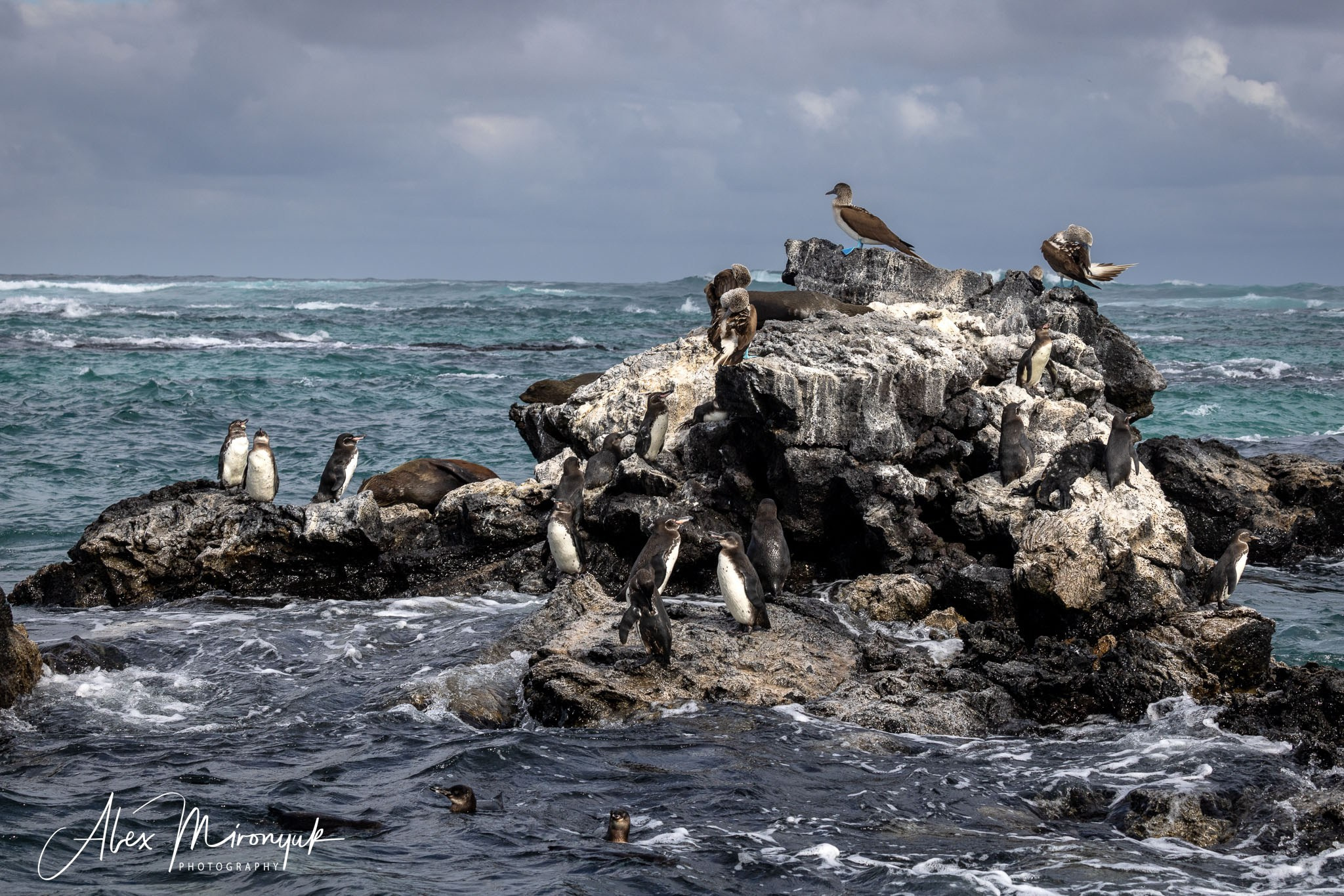 Galapagos Islands Adventure. Alex Mironyuk Photography