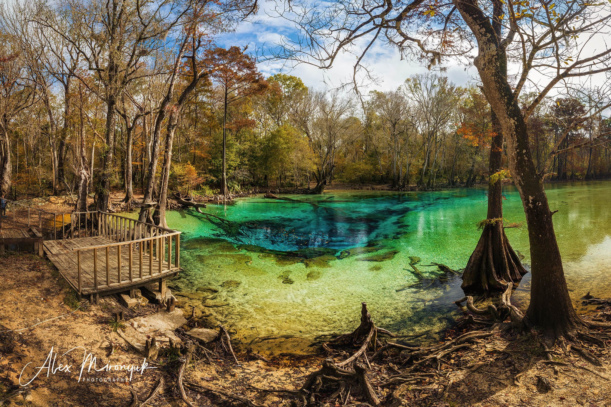 Cypress Fairy Tale. Pet, Senior, Landscape, portrait studio, photographer in Miami and Sou