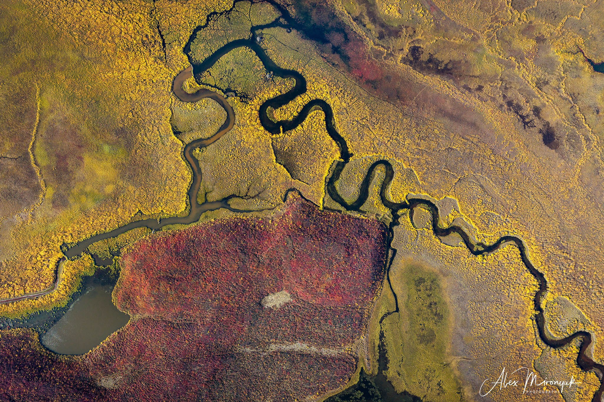 Alaskan Fall Colors. Pet, Senior, Landscape, portrait studio, photographer in Miami and Sou