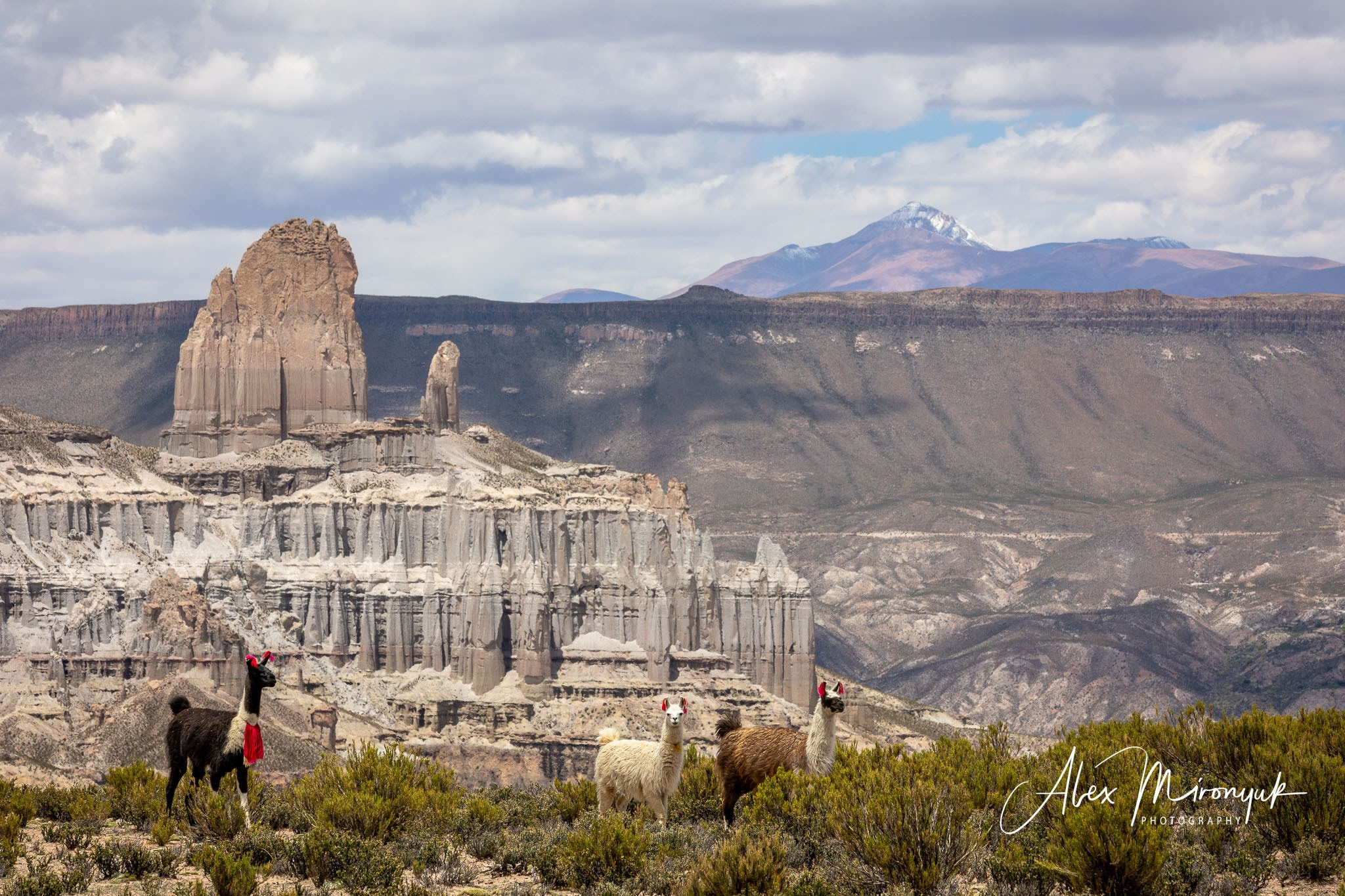 Bolivia Adventure — 2025. Pet, Senior, Landscape, portrait studio, photographer in Miami and Sou