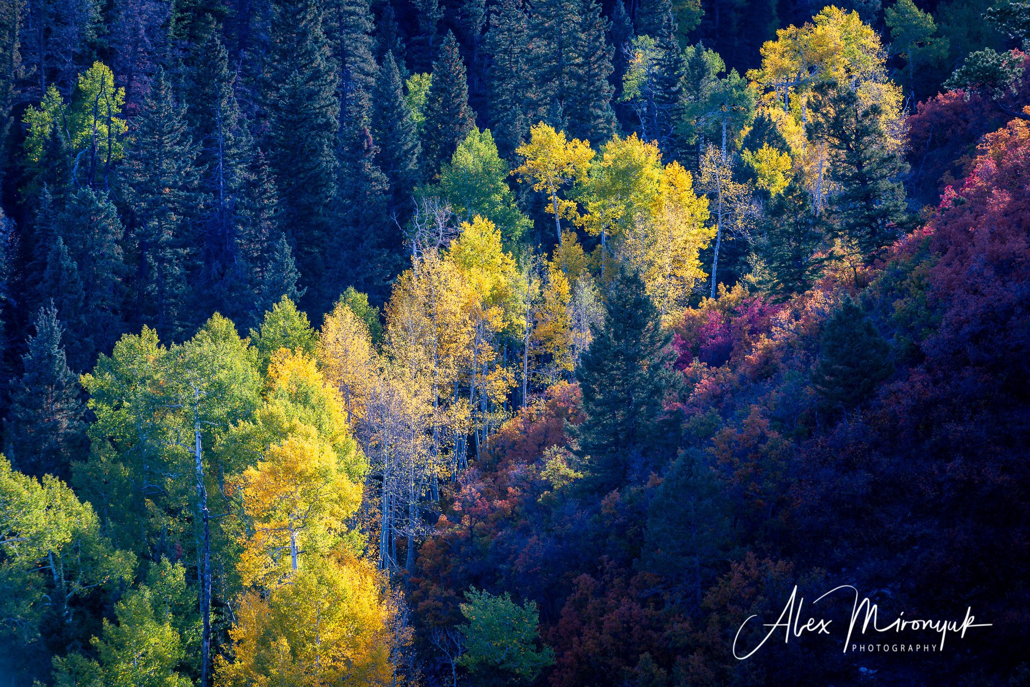 Fall Colors Of Colorado. Pet, Senior, Landscape, portrait studio, photographer in Miami and Sou