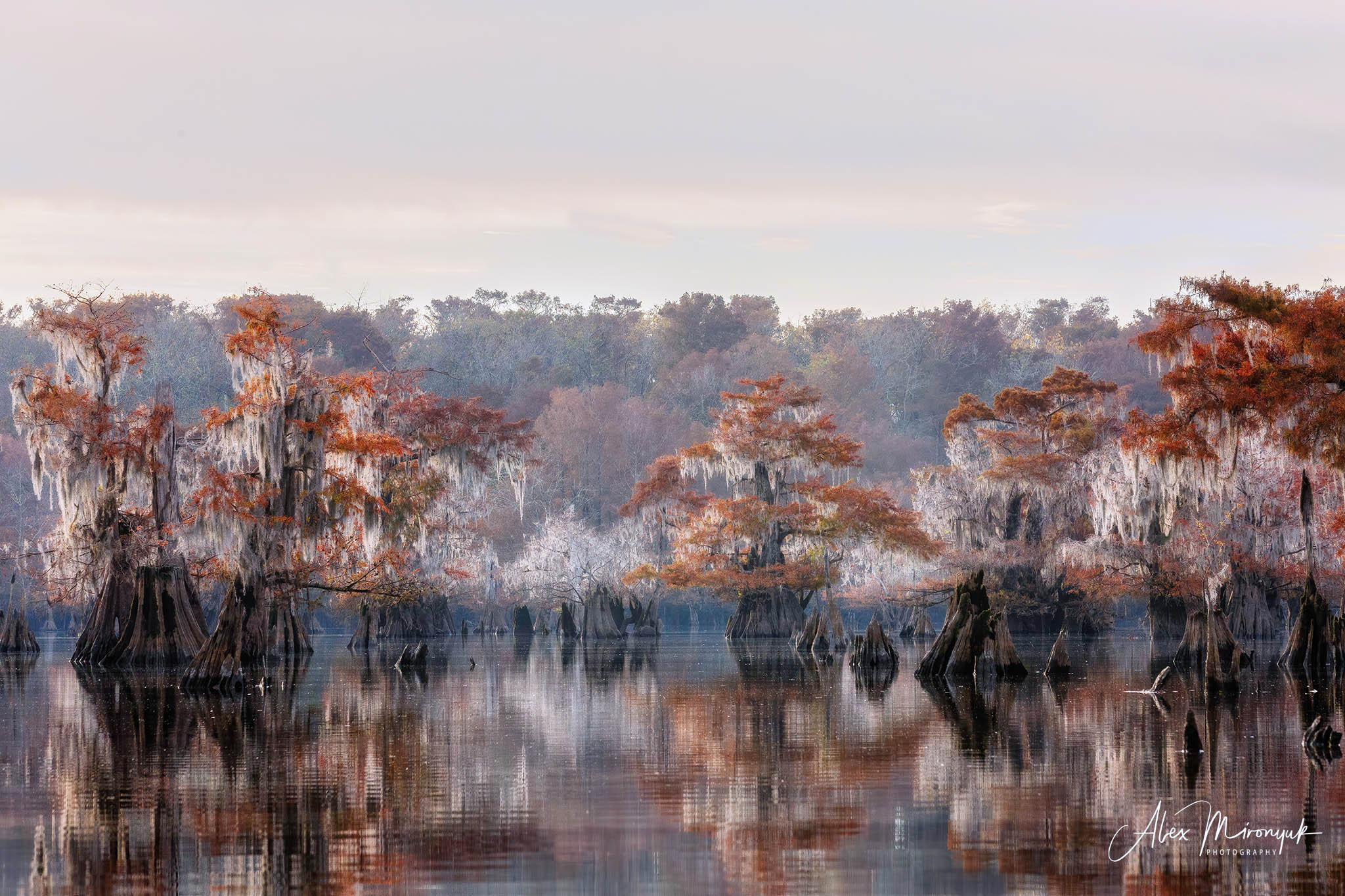 Cypress Fairy Tale. Pet, Senior, Landscape, portrait studio, photographer in Miami and Sou