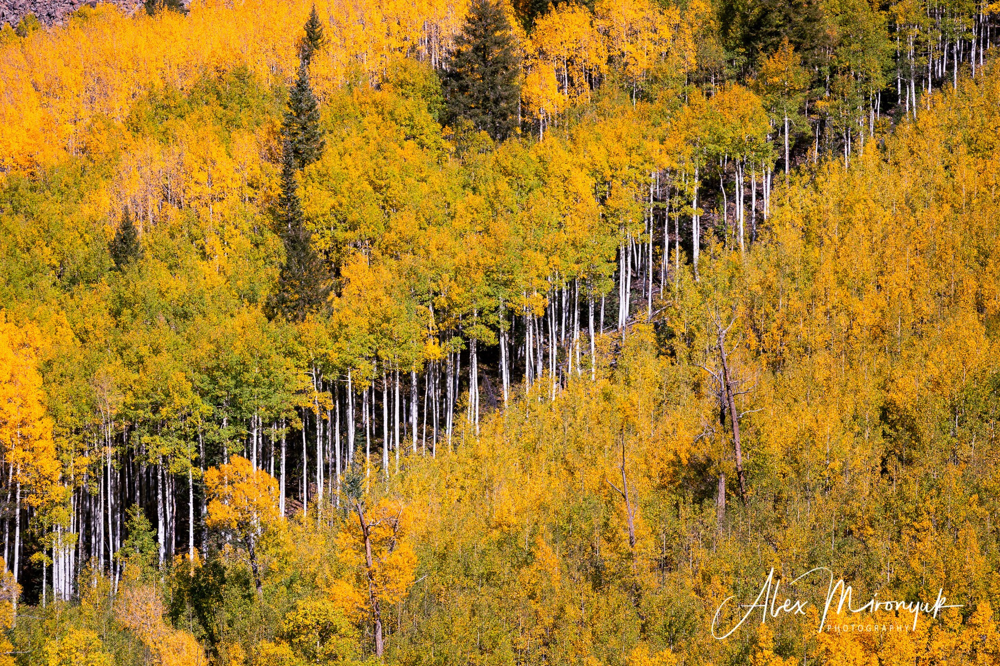 Fall Colors Of Colorado. Pet, Senior, Landscape, portrait studio, photographer in Miami and Sou