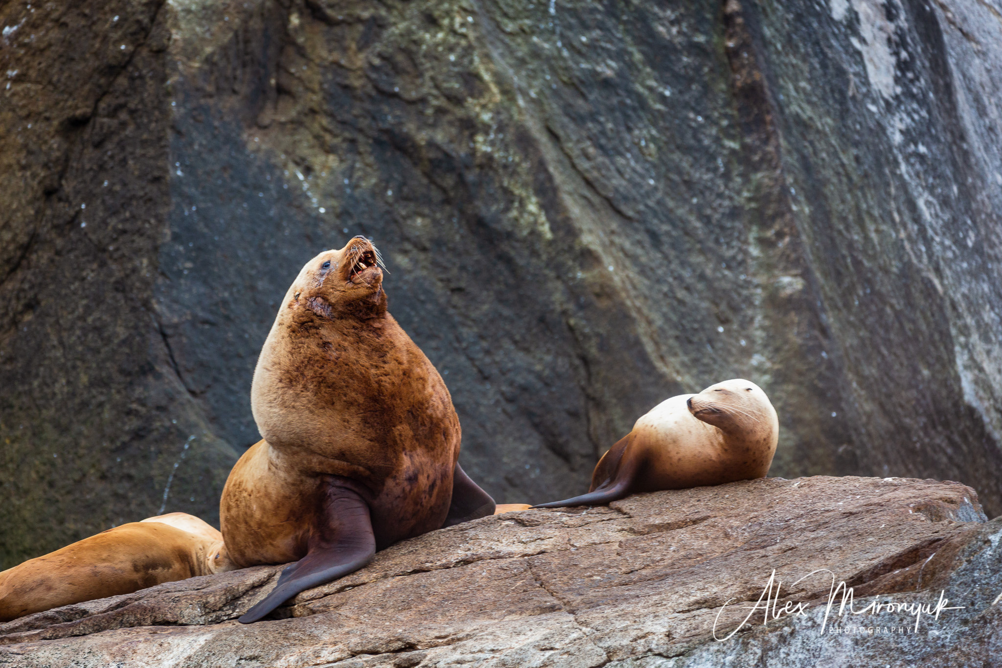 Unknown Alaska. Pet, Senior, Landscape, portrait studio, photographer in Miami and Sou