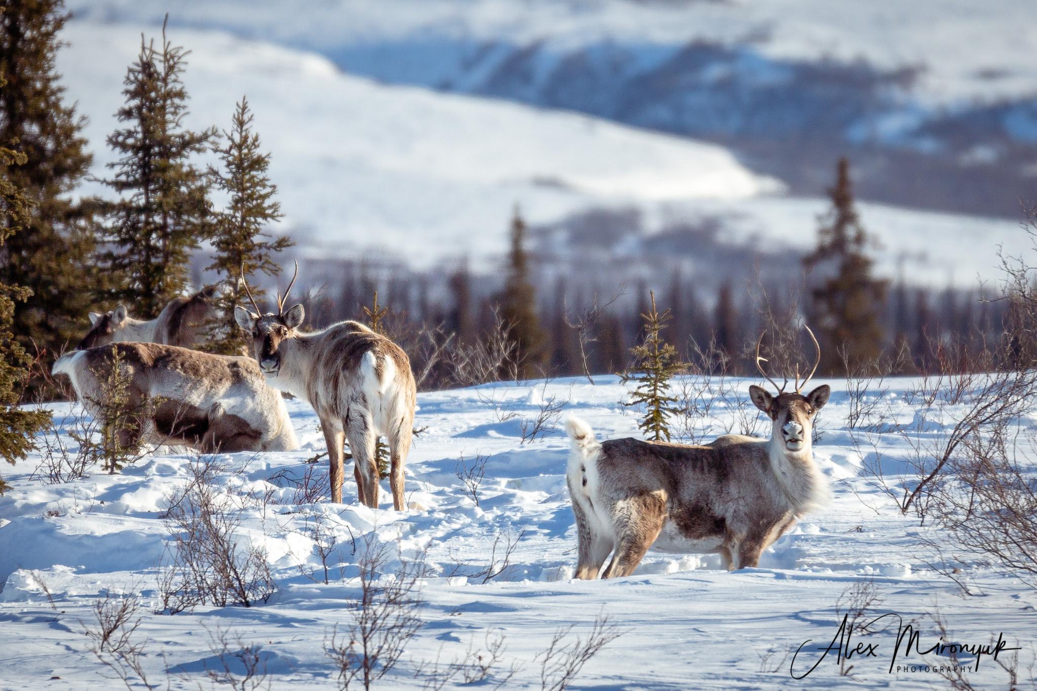 Ice Caves Adventure. Pet, Senior, Landscape, portrait studio, photographer in Miami and Sou