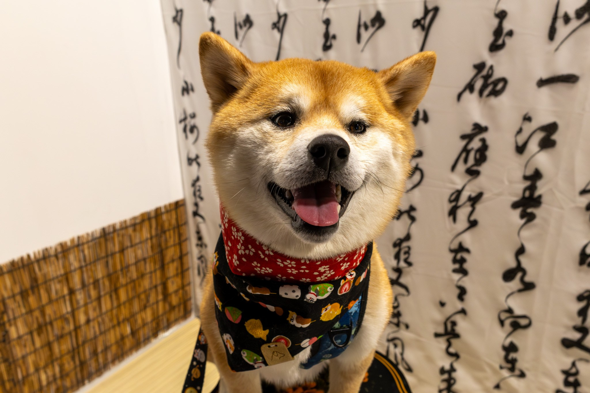 2025 SHIBA SQUAD SELFIE EVENT. ProFly.club — Professional aerial filming in Calgary