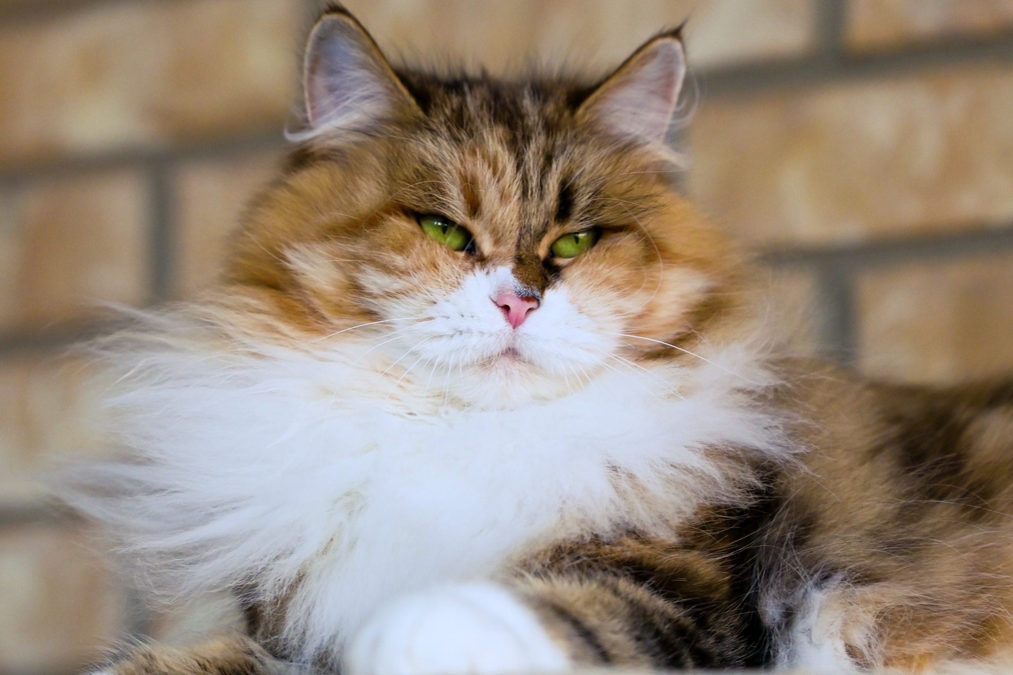 Calico Siberian queen nurturing her kitten in a cozy perch - gentle and attentive mother cat