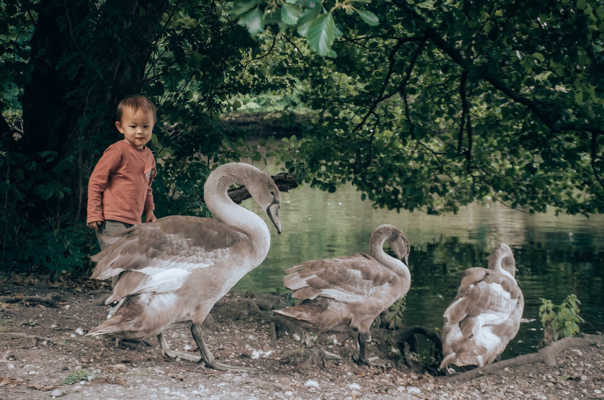 Child feeding swans by the lake at Elmdon Park Solihull, natural family photography location in Birmingham countryside