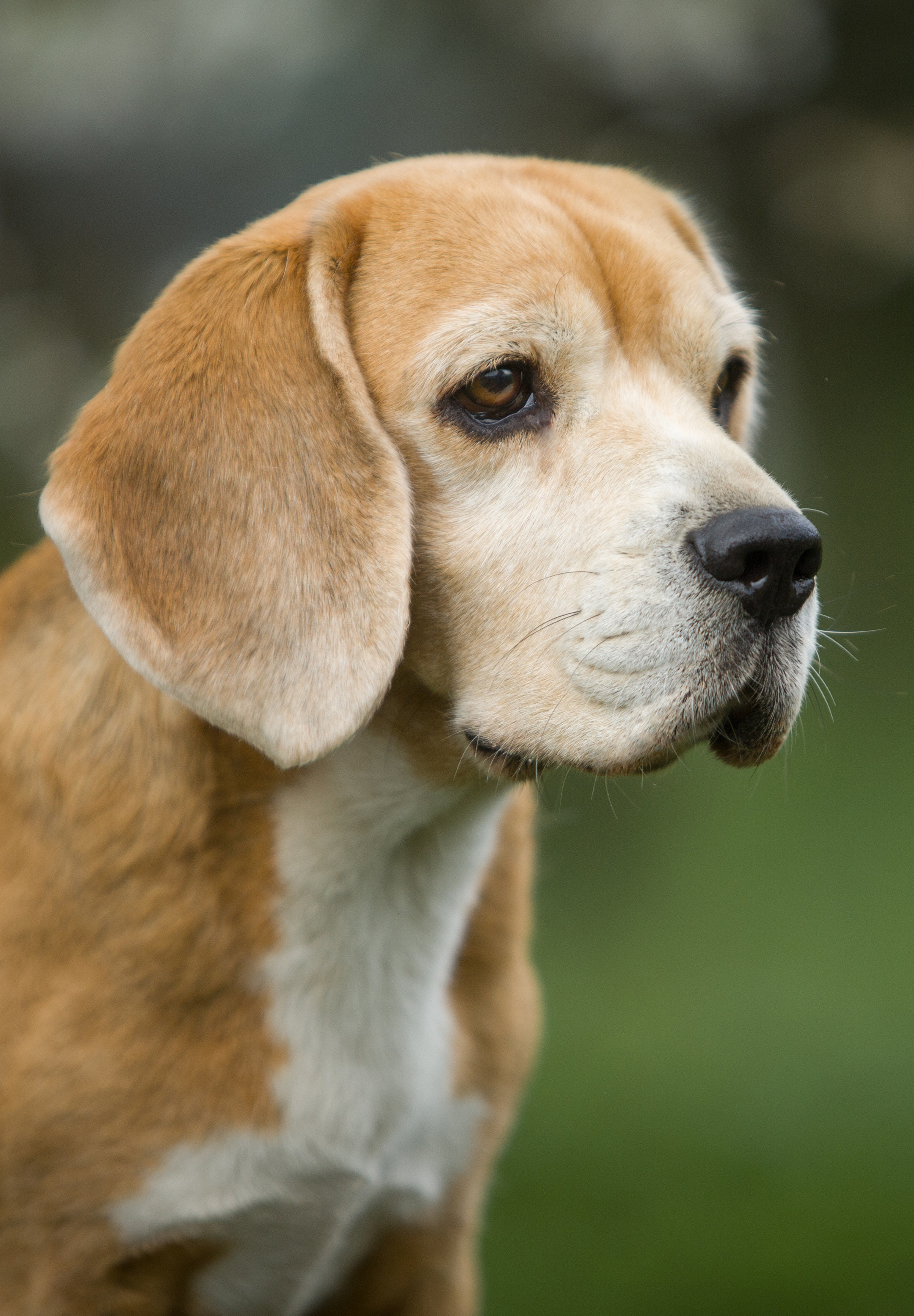 GIrls. Питомник биглей Selesta’s Dreams