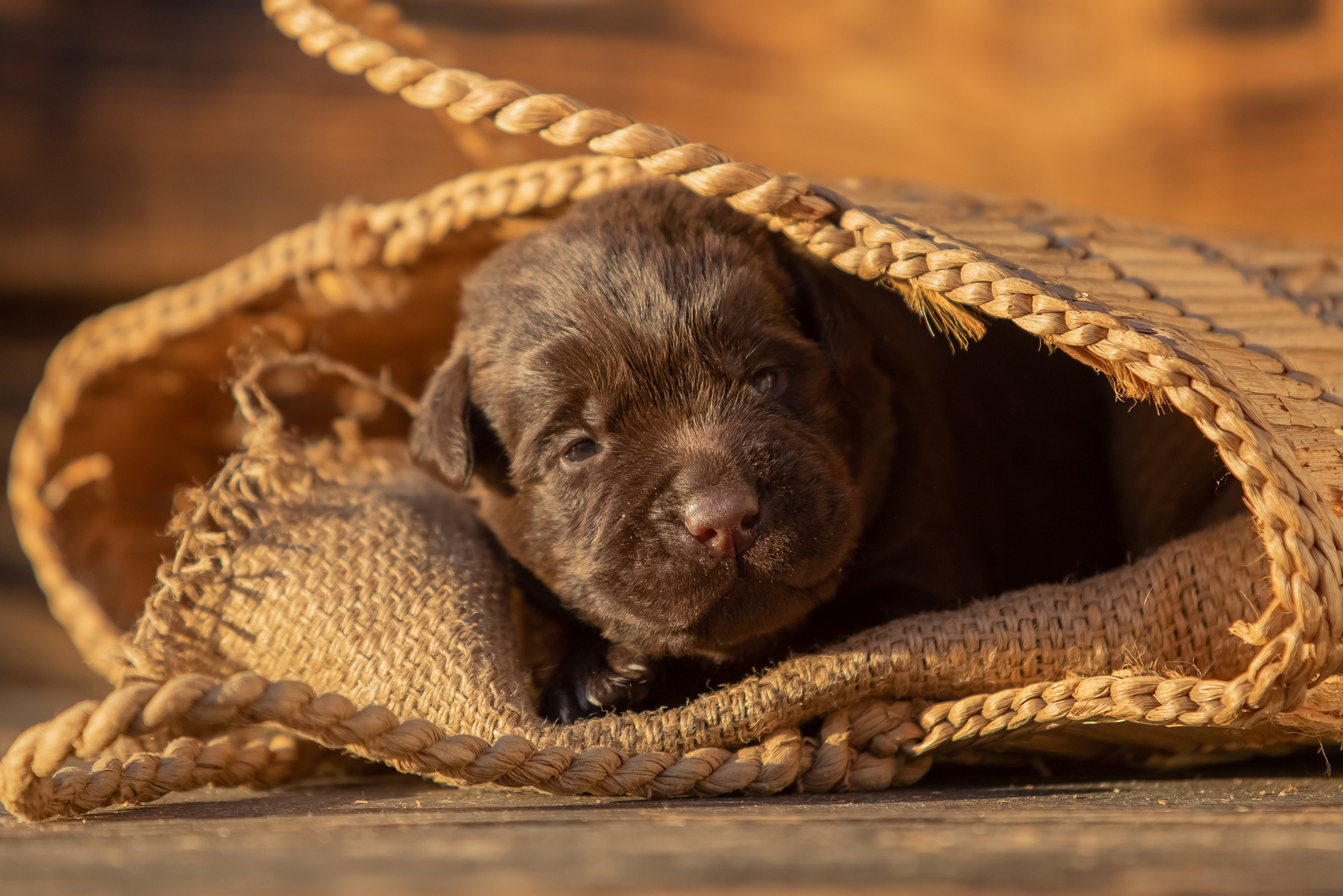Цуценя шоколадного лабрадор ретривера
