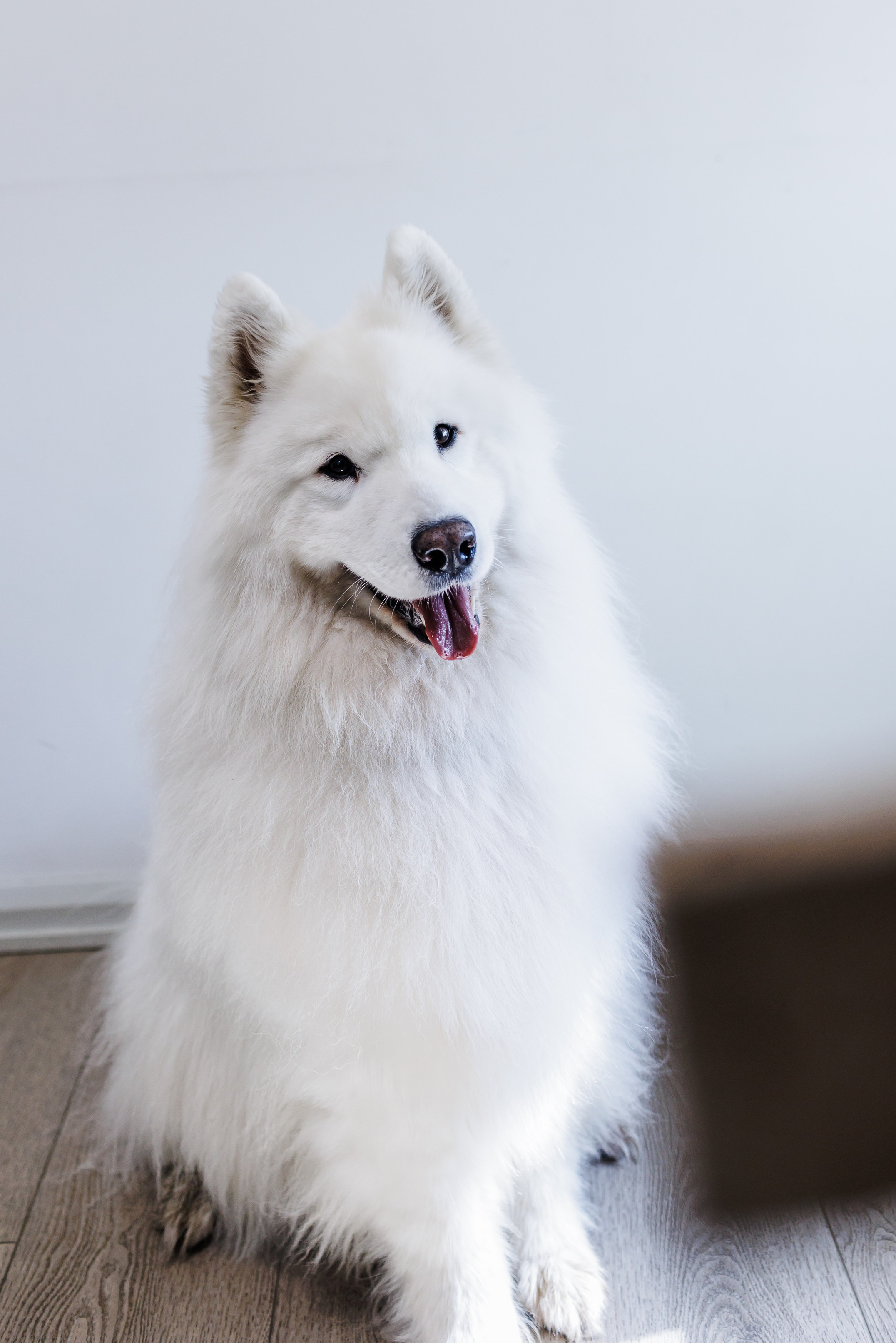 headshot of Veterinary practice employee's own pet dog