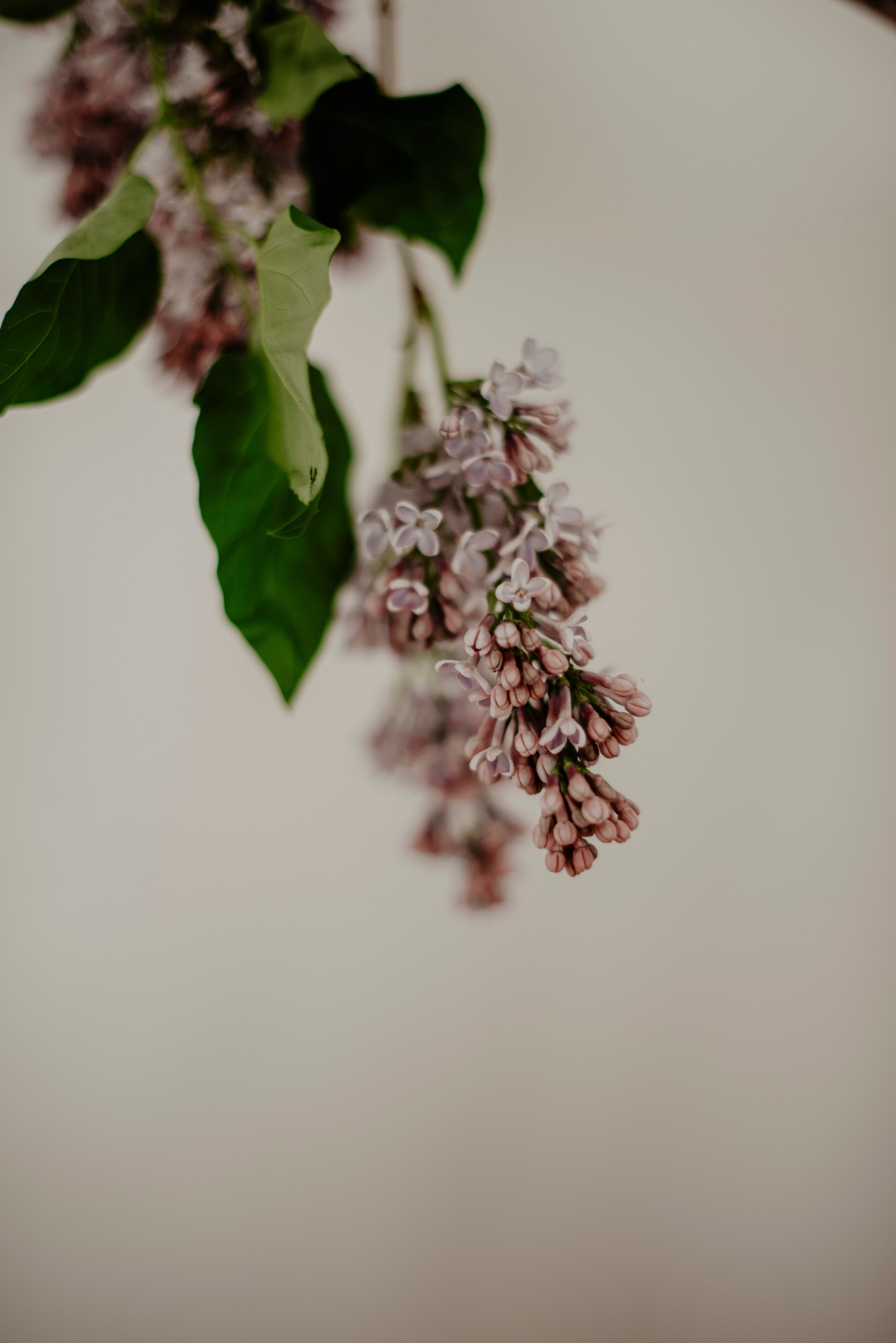 Sesja Kobieca Klaudii. Bałanda Fotografia – Sesje Kobiece, Rodzinne, Miłosne, Reportaże | Katowice Śląsk