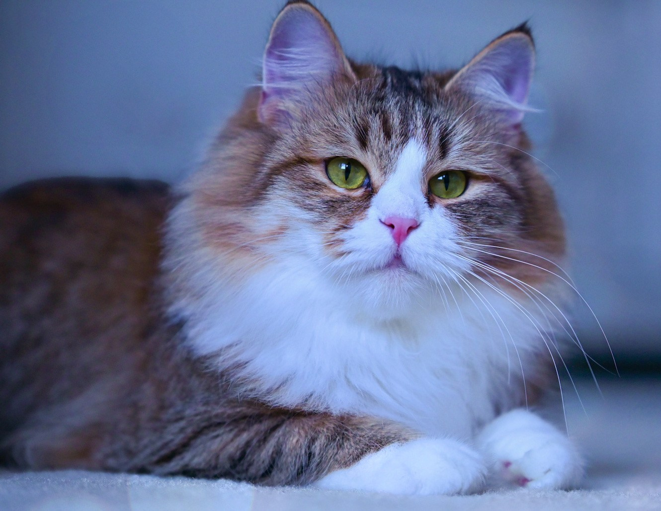 Calico Siberian queen