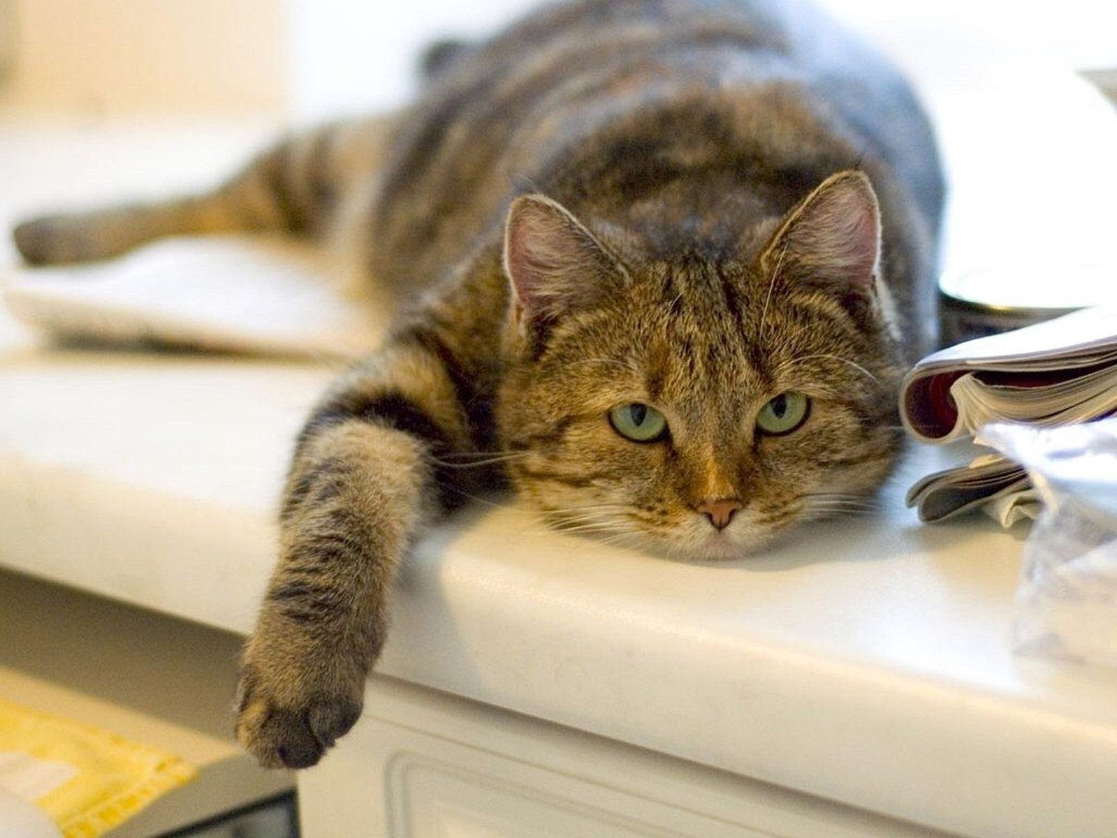 Наши подоконники любят даже котики.