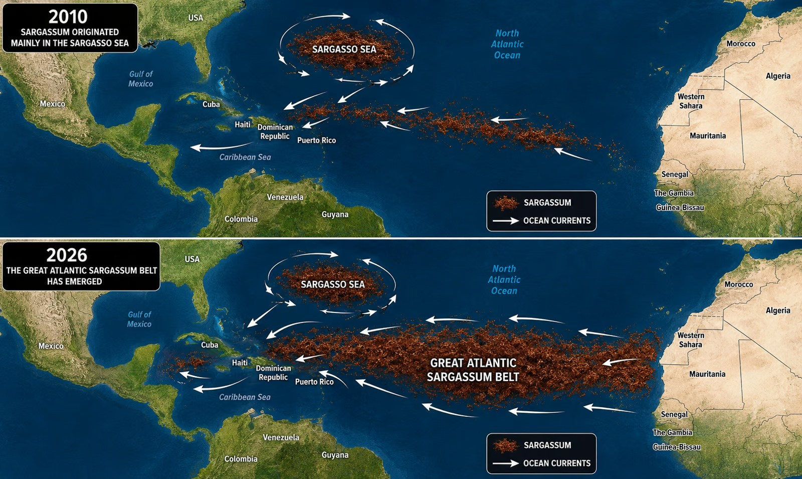 Sargassum seaweed in Punta Cana and Bavaro. Fotógrafo em Punta Cana — Alex Po