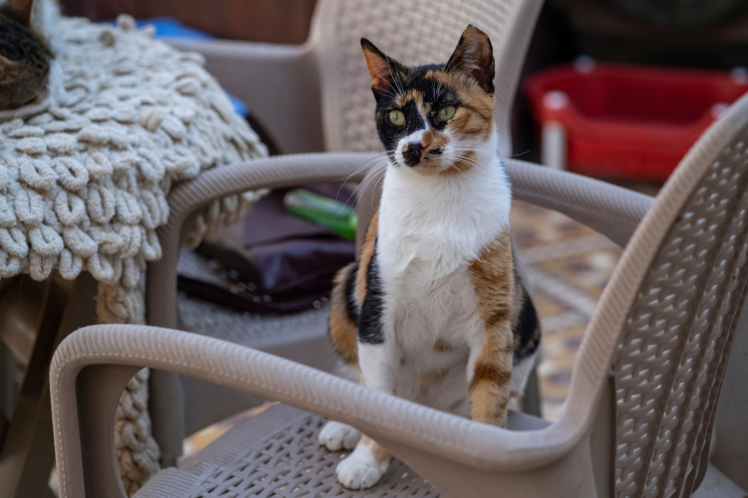 Кошачий приют в Хургаде. Business/Commercial photographer in Hurghada