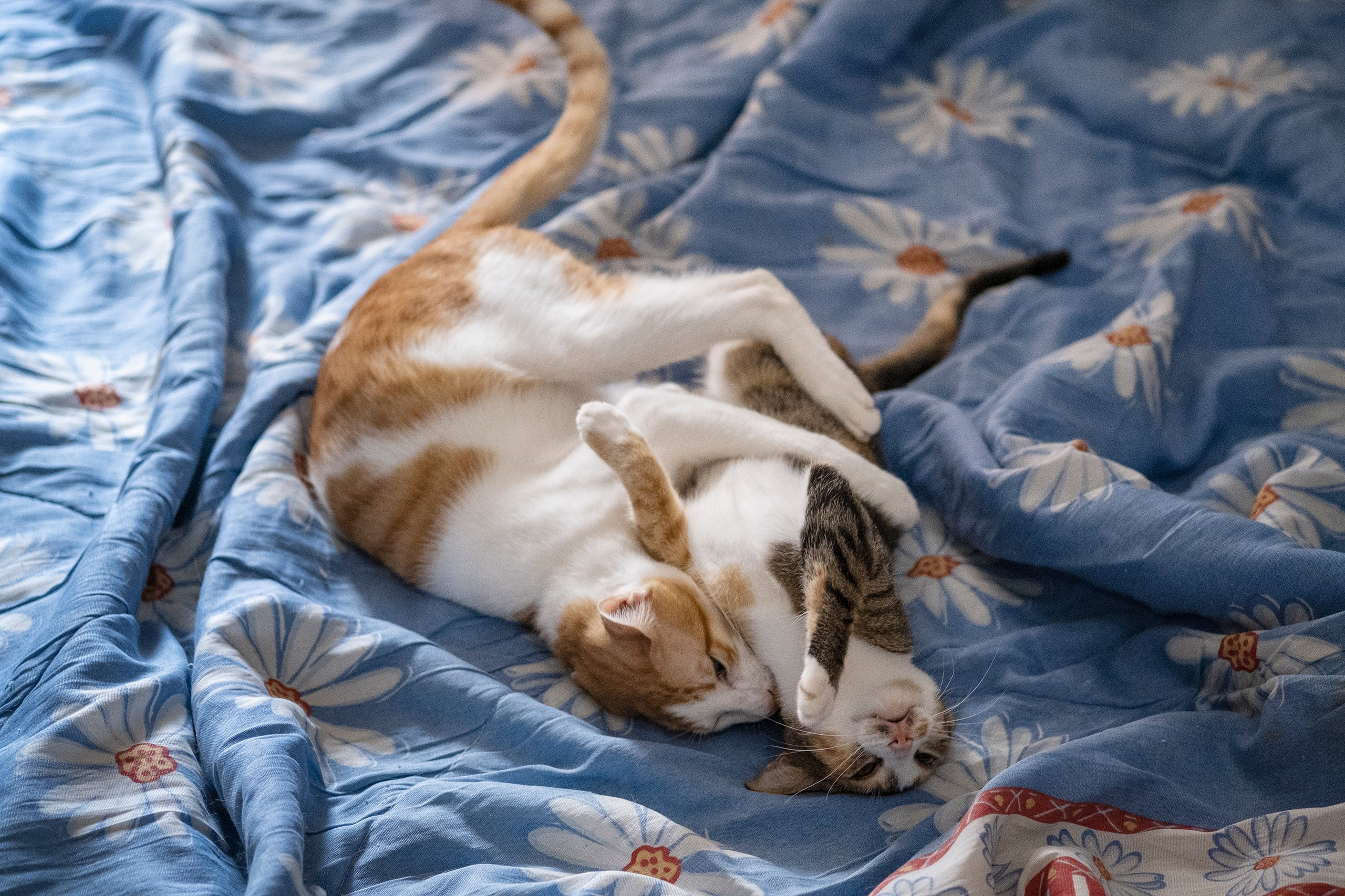 Кошачий приют в Хургаде. Business/Commercial photographer in Hurghada
