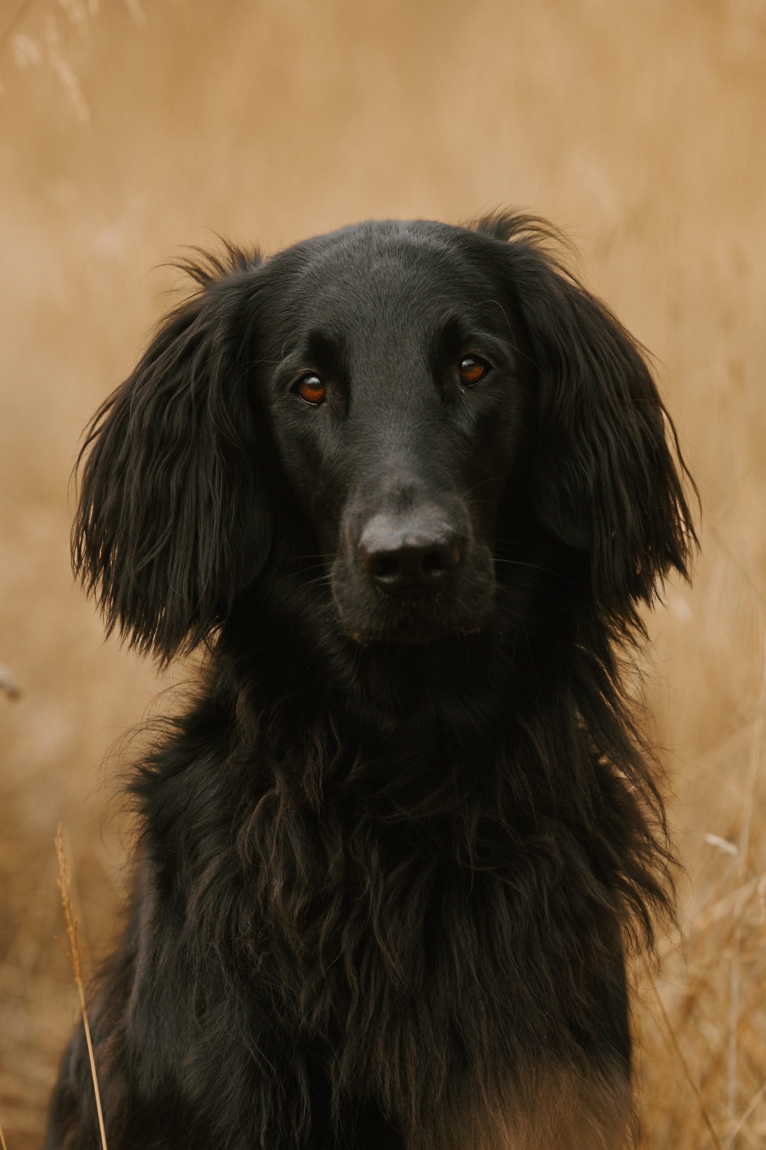Flat coated retriever, Mia