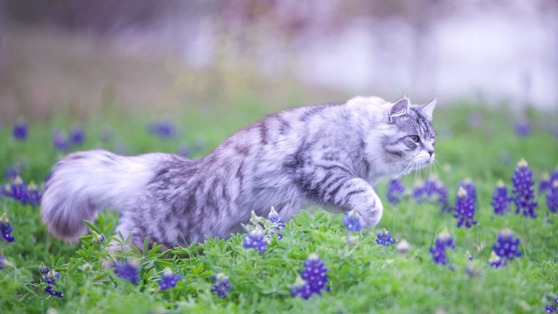 Majestic black silver Astera Siberian cat leaping over Texas bluebonnets